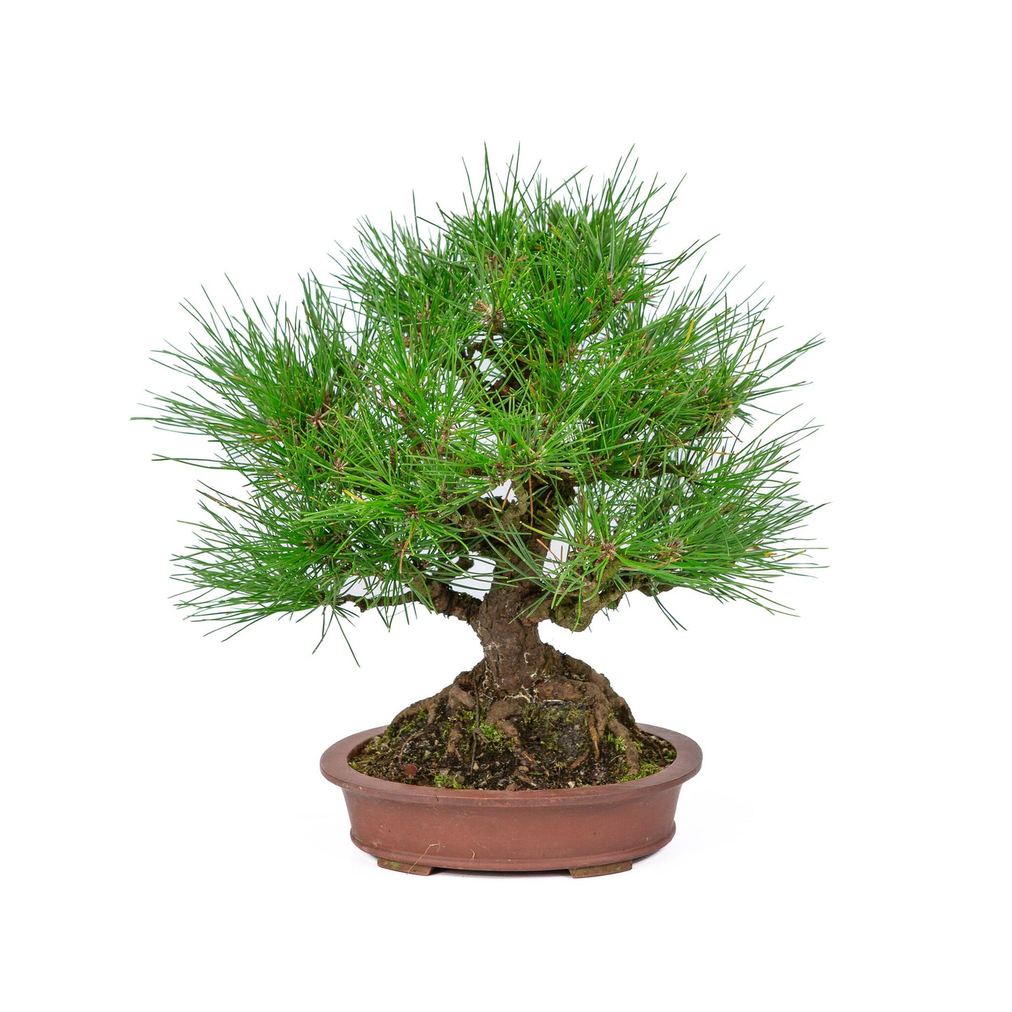 Buiten Bonsai Pinus thunbergii ongeglazuurde ovale pot 19cm, hoogte ~30cm 