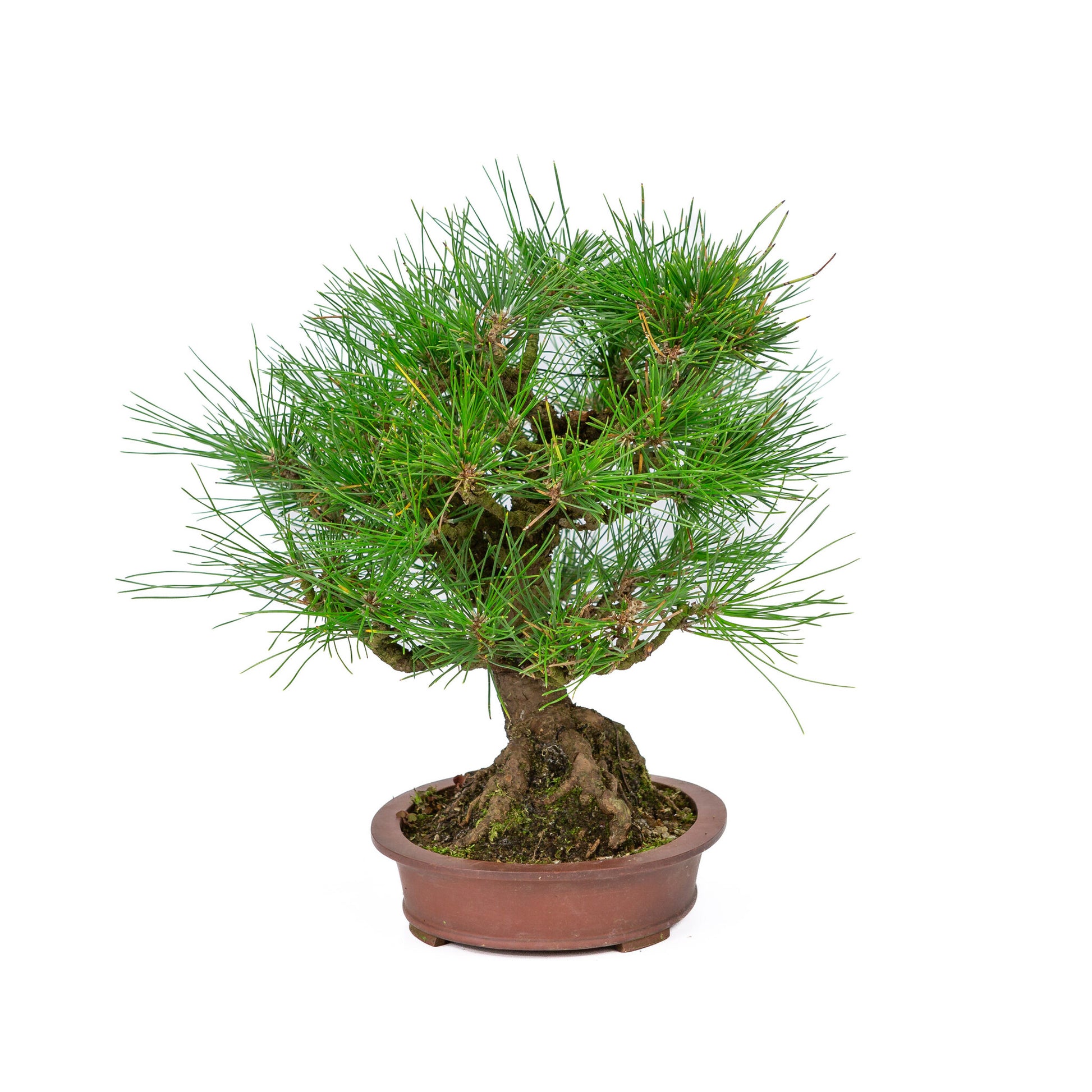 Buiten Bonsai Pinus thunbergii ongeglazuurde ovale pot 19cm, hoogte ~30cm 