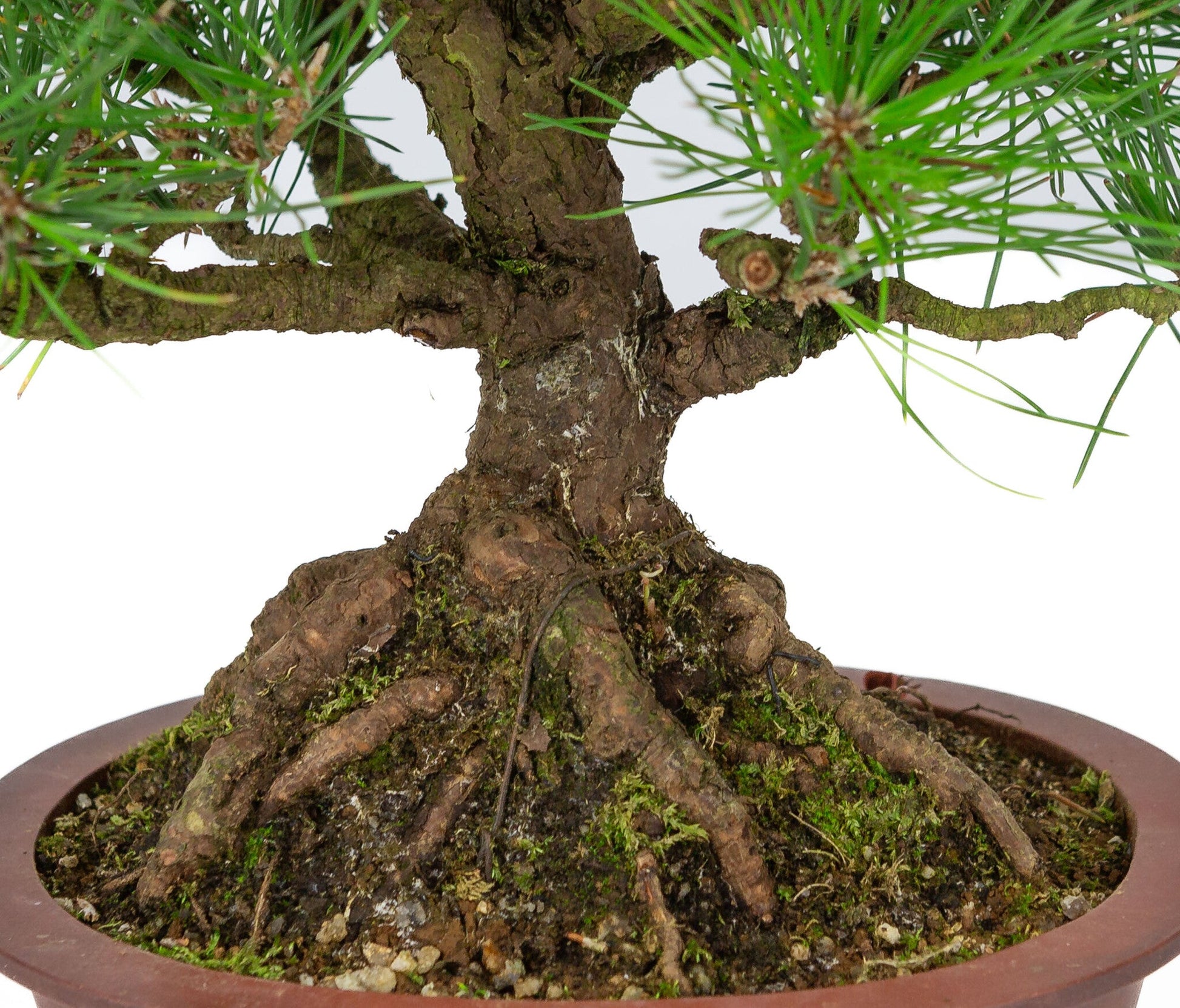 Outdoor Bonsai Pinus thunbergii unglazed oval pot 19cm, height ~30cm
