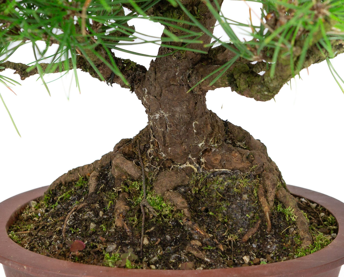 Outdoor Bonsai Pinus thunbergii unglazed oval pot 19cm, height ~30cm