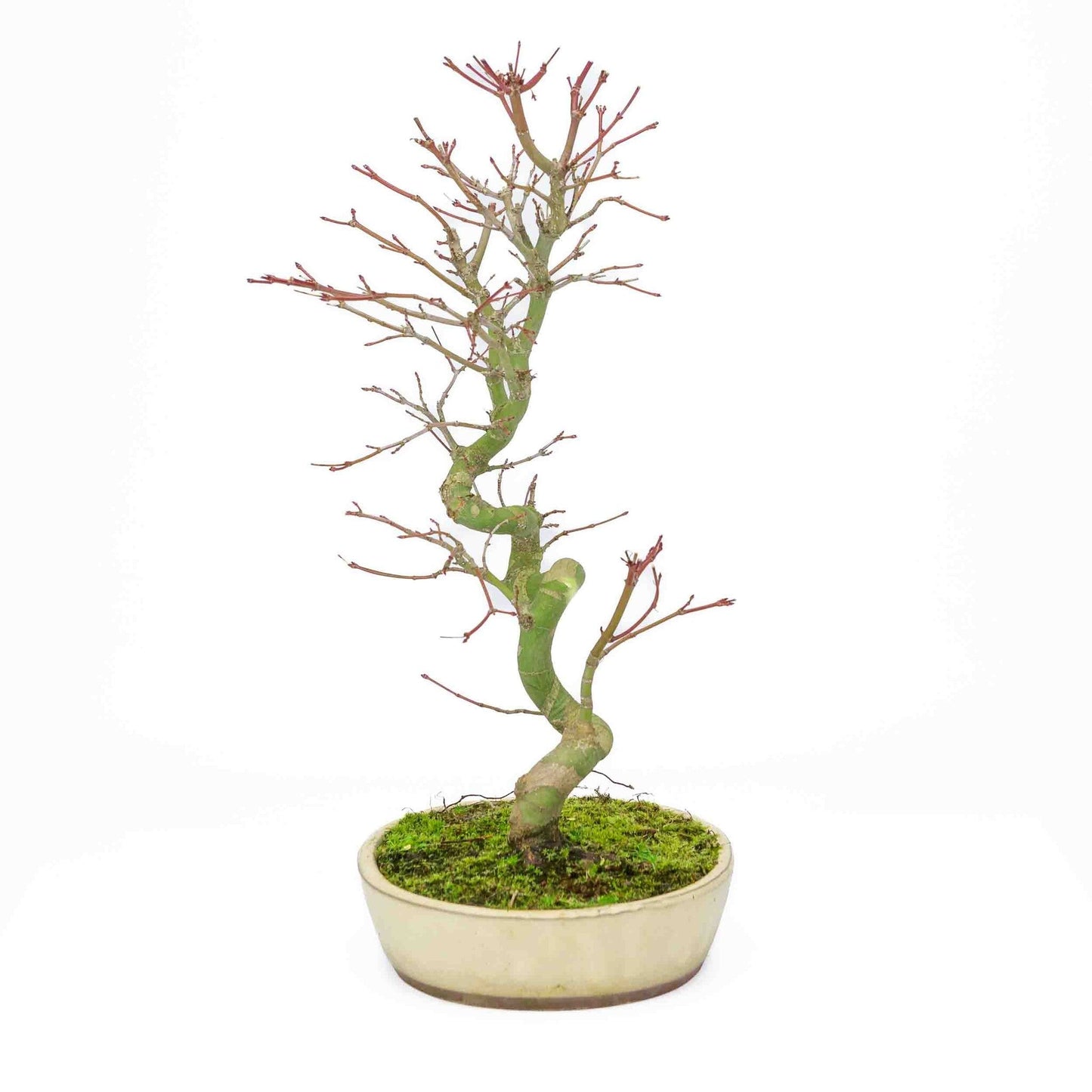 Buiten Bonsai Acer palmatum creme ovale pot 20cm, hoogte ~ 40cm
