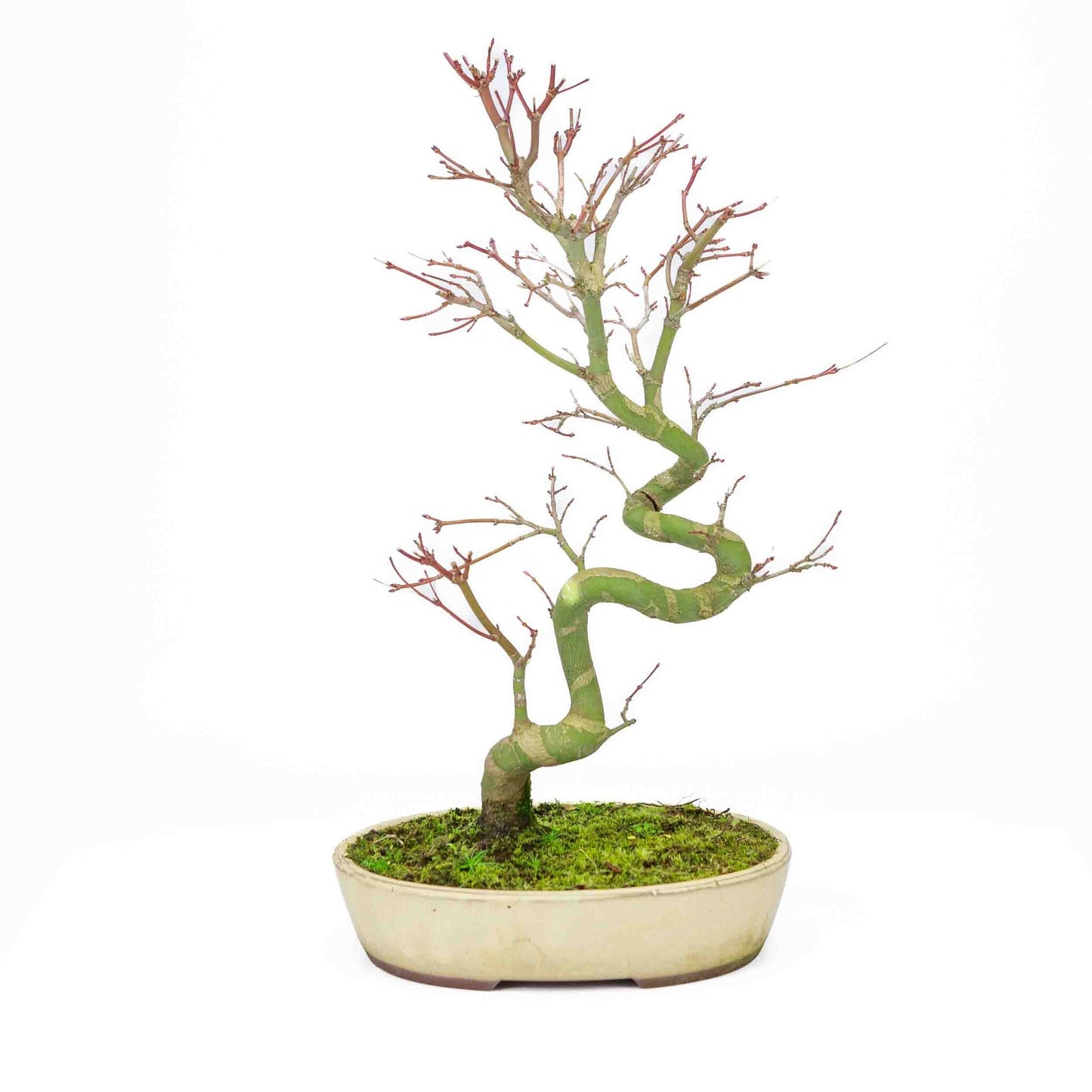 Buiten Bonsai Acer palmatum creme ovale pot 20cm, hoogte ~ 40cm