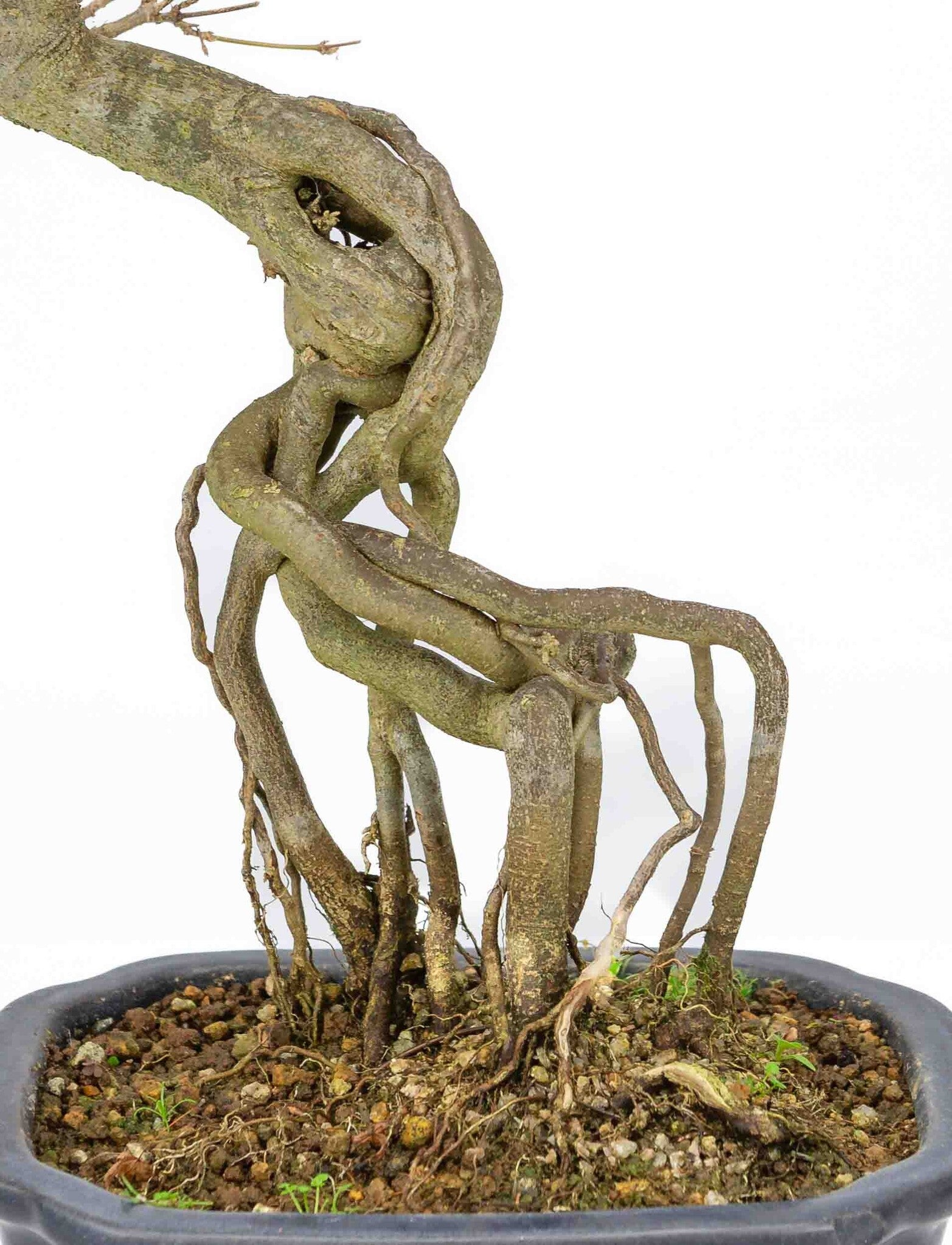 Buiten Bonsai Acer buergerianum blauwe rechthoekige Mokko pot 19cm, hoogte ~40cm