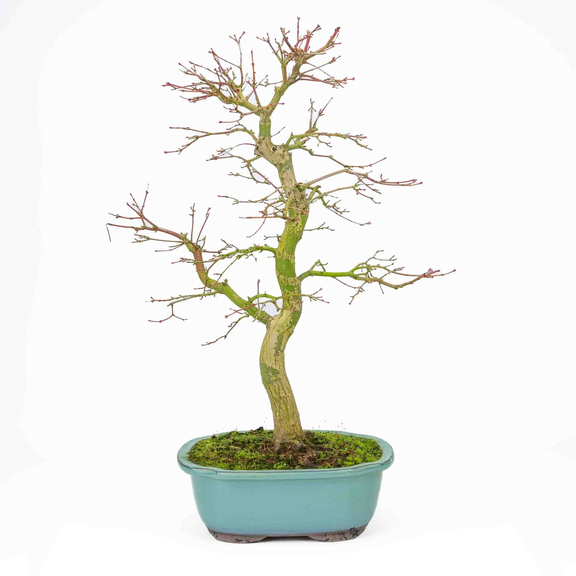 Buiten Bonsai Acer palmatum turquoise Mokko pot 24 cm, hoogte ~55cm