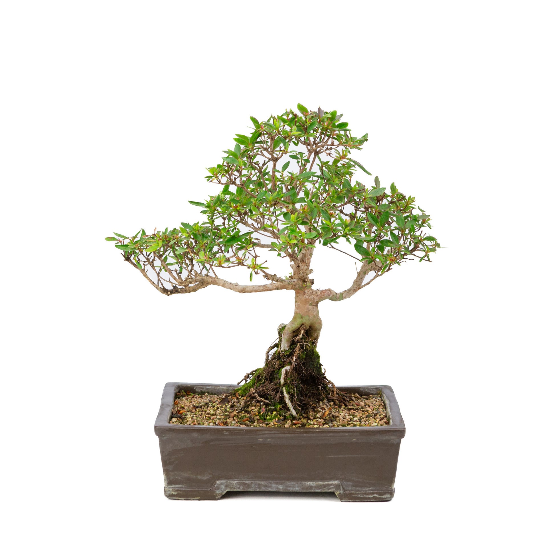 Buiten Bonsai Rhododendron indicum ongeglazuurde rechthoekige pot 25cm, hoogte ~41cm 