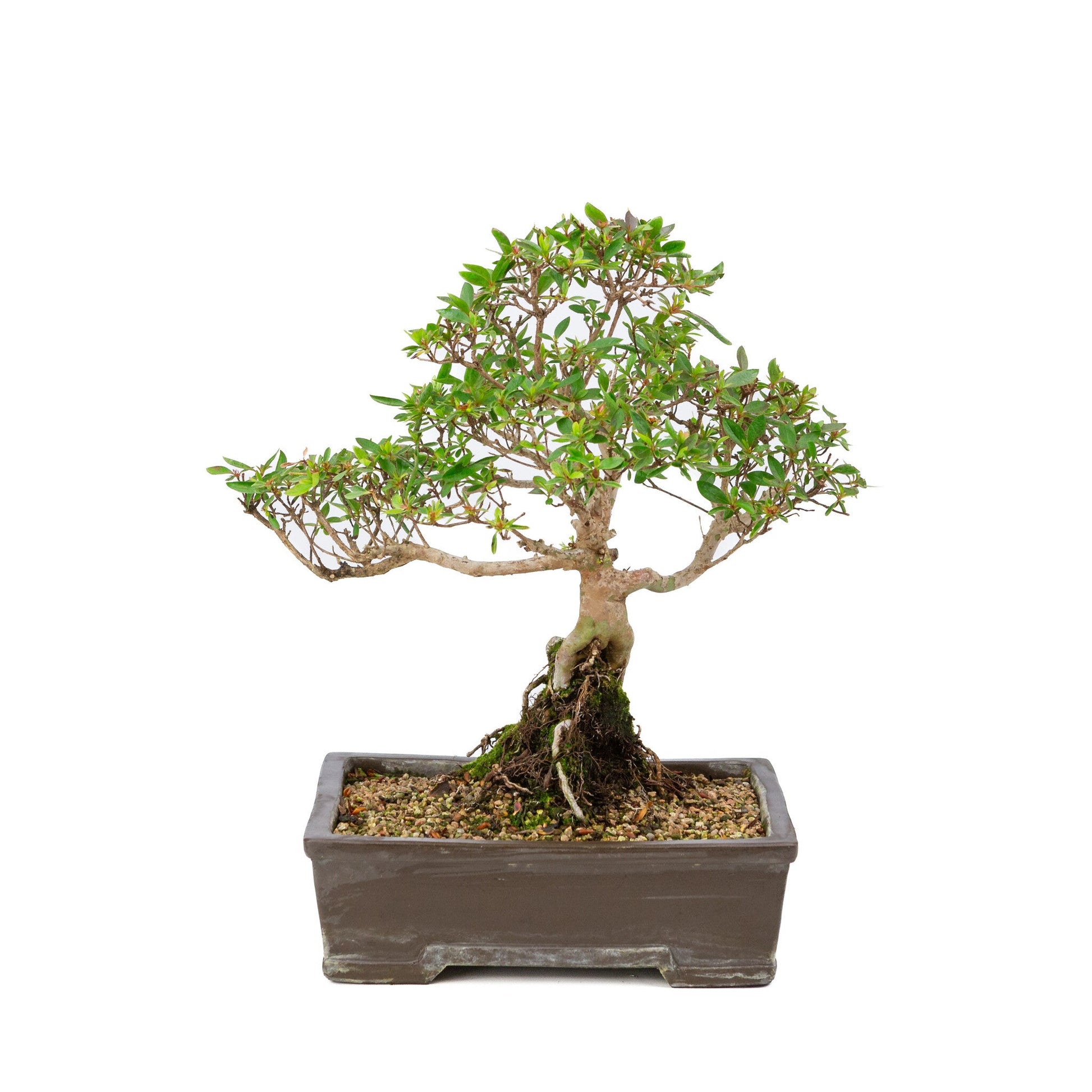 Outdoor Bonsai Rhododendron indicum unglazed rectangular pot 25cm, height ~41cm
