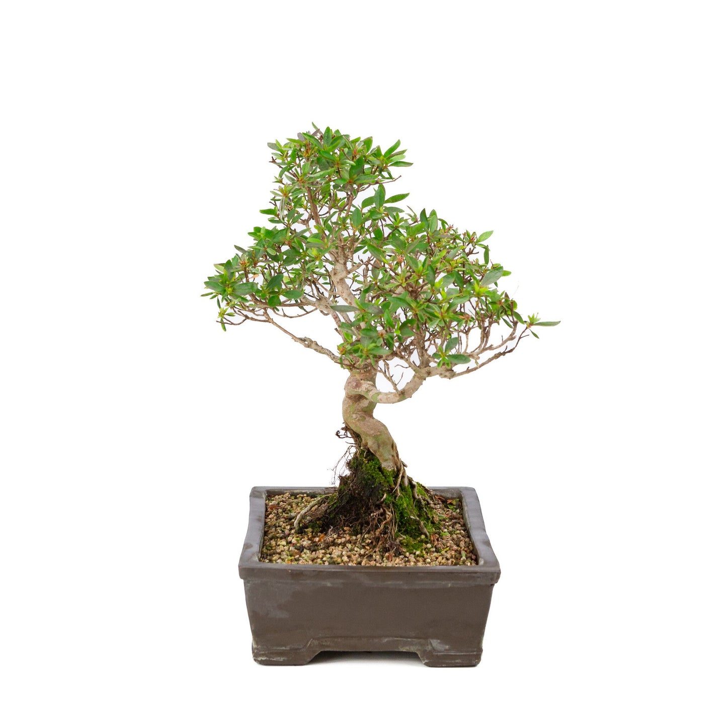 Outdoor Bonsai Rhododendron indicum unglazed rectangular pot 25cm, height ~41cm