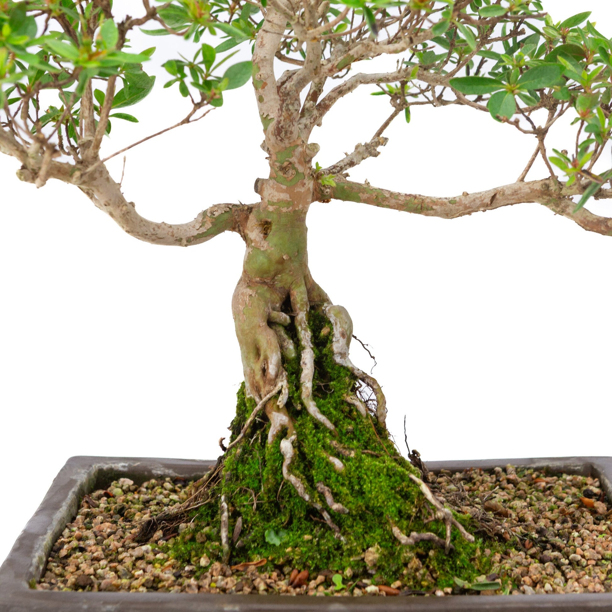 Outdoor Bonsai Rhododendron indicum unglazed rectangular pot 25cm, height ~41cm