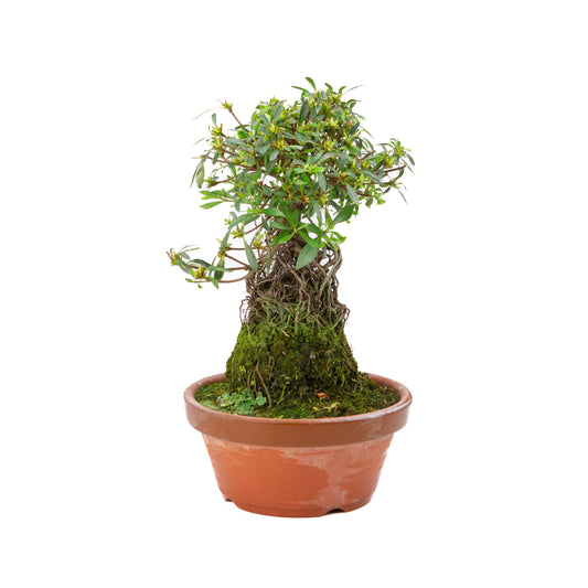 Buiten Bonsai Rhododendron indicum ''Shorin' terracotta pot 19cm, hoogte ~35cm 
