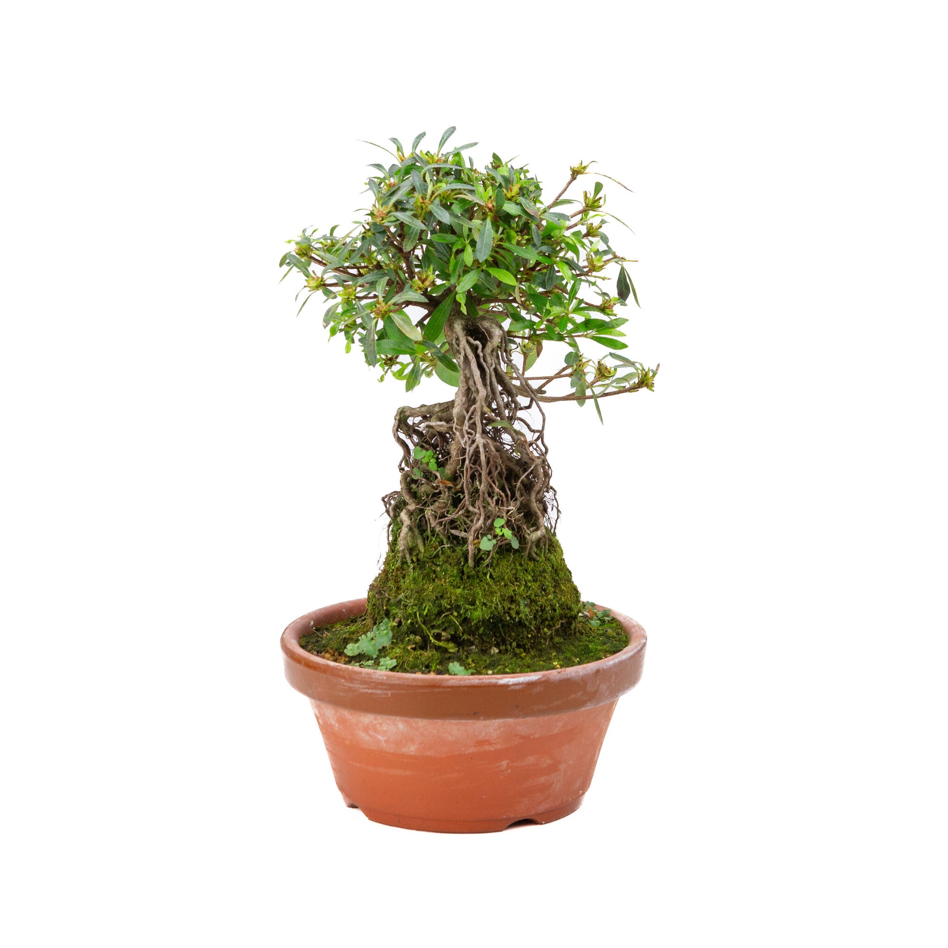 Buiten Bonsai Rhododendron indicum ''Shorin' terracotta pot 19cm, hoogte ~35cm 