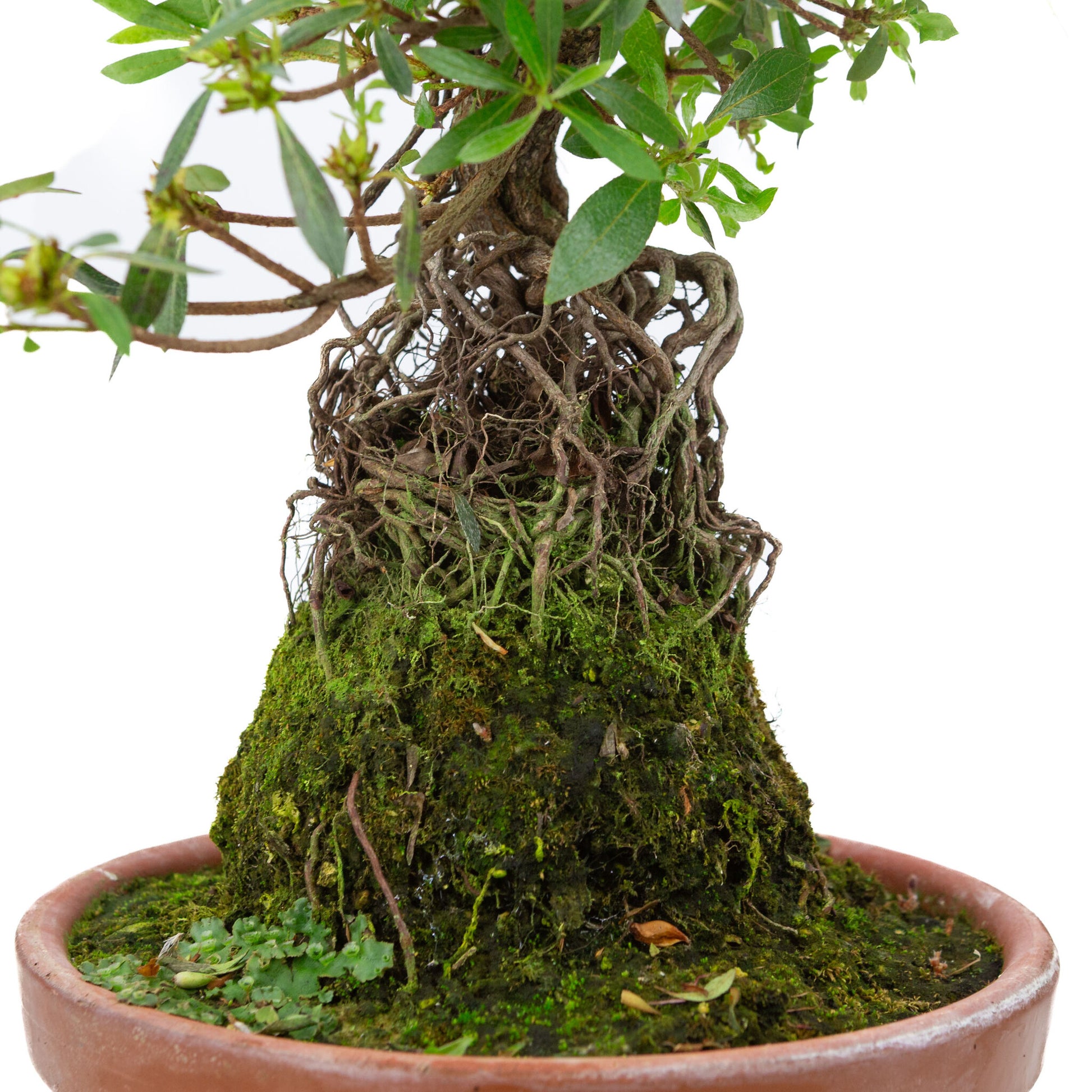 Buiten Bonsai Rhododendron indicum ''Shorin' terracotta pot 19cm, hoogte ~35cm 