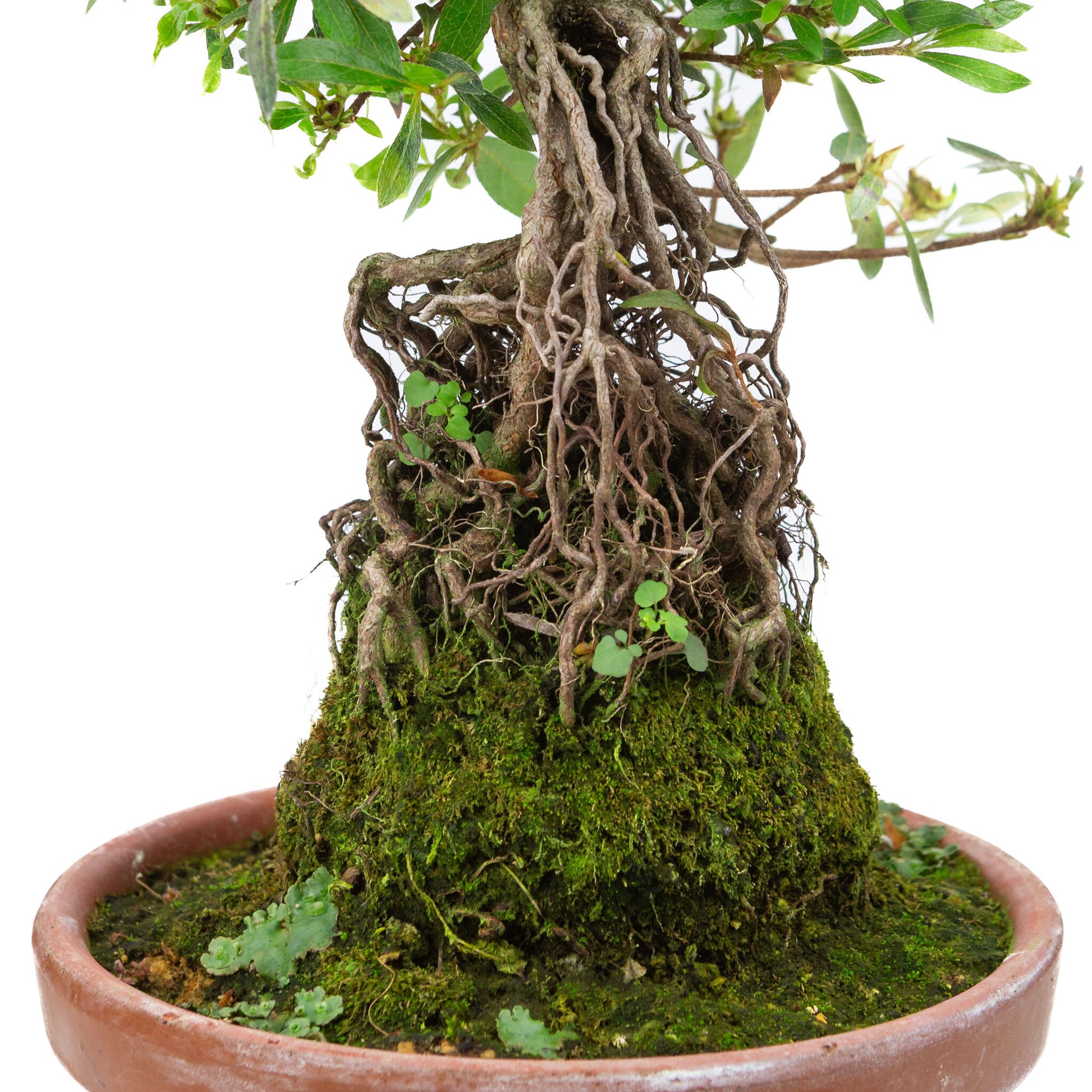 Buiten Bonsai Rhododendron indicum ''Shorin' terracotta pot 19cm, hoogte ~35cm 