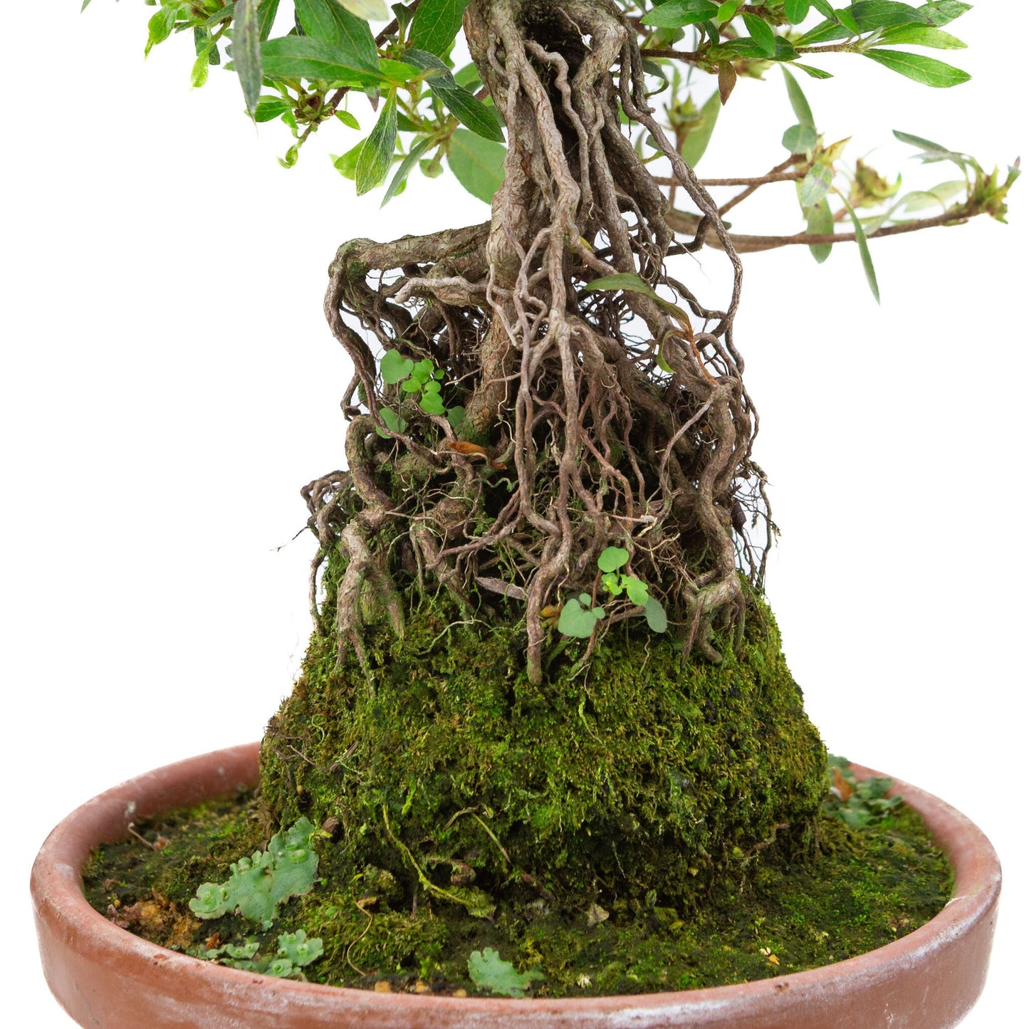 Buiten Bonsai Rhododendron indicum ''Shorin' terracotta pot 19cm, hoogte ~35cm