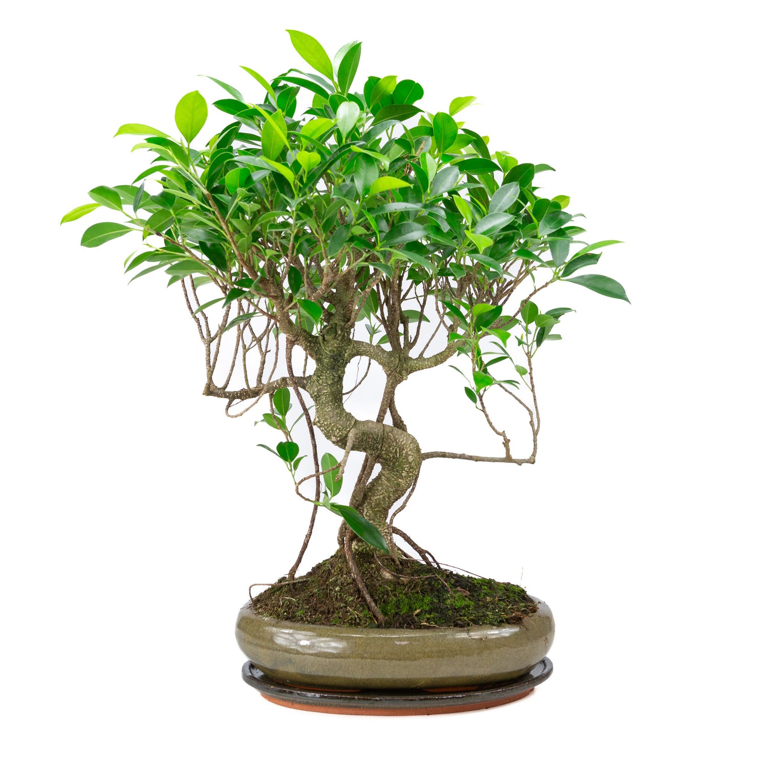 Indoor Bonsai Ficus retusa shape green oval pot 29 cm, height ~ 47 cm