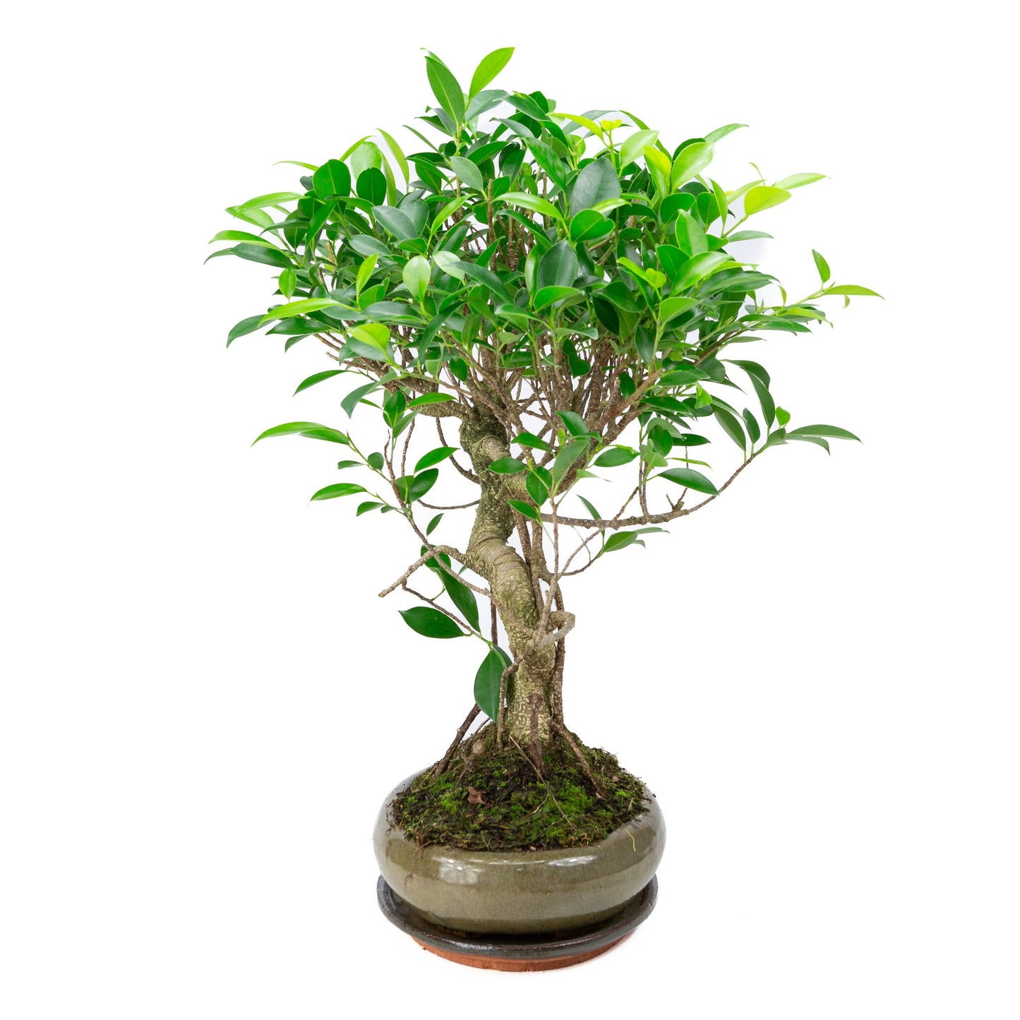 Indoor Bonsai Ficus retusa shape green oval pot 29cm, height ~ 47cm