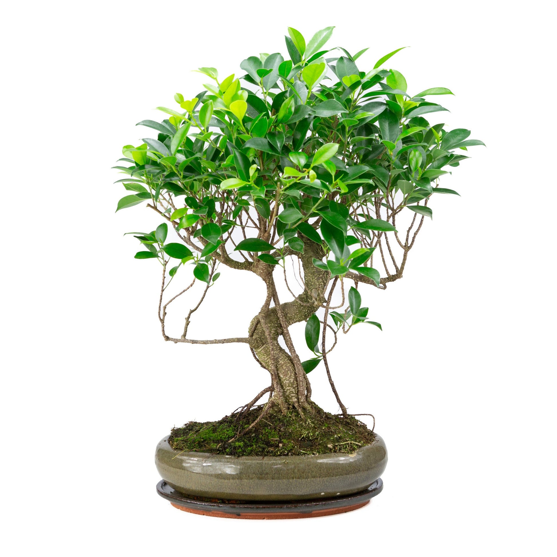 Indoor Bonsai Ficus retusa shape, green oval pot 29cm, height ~47cm