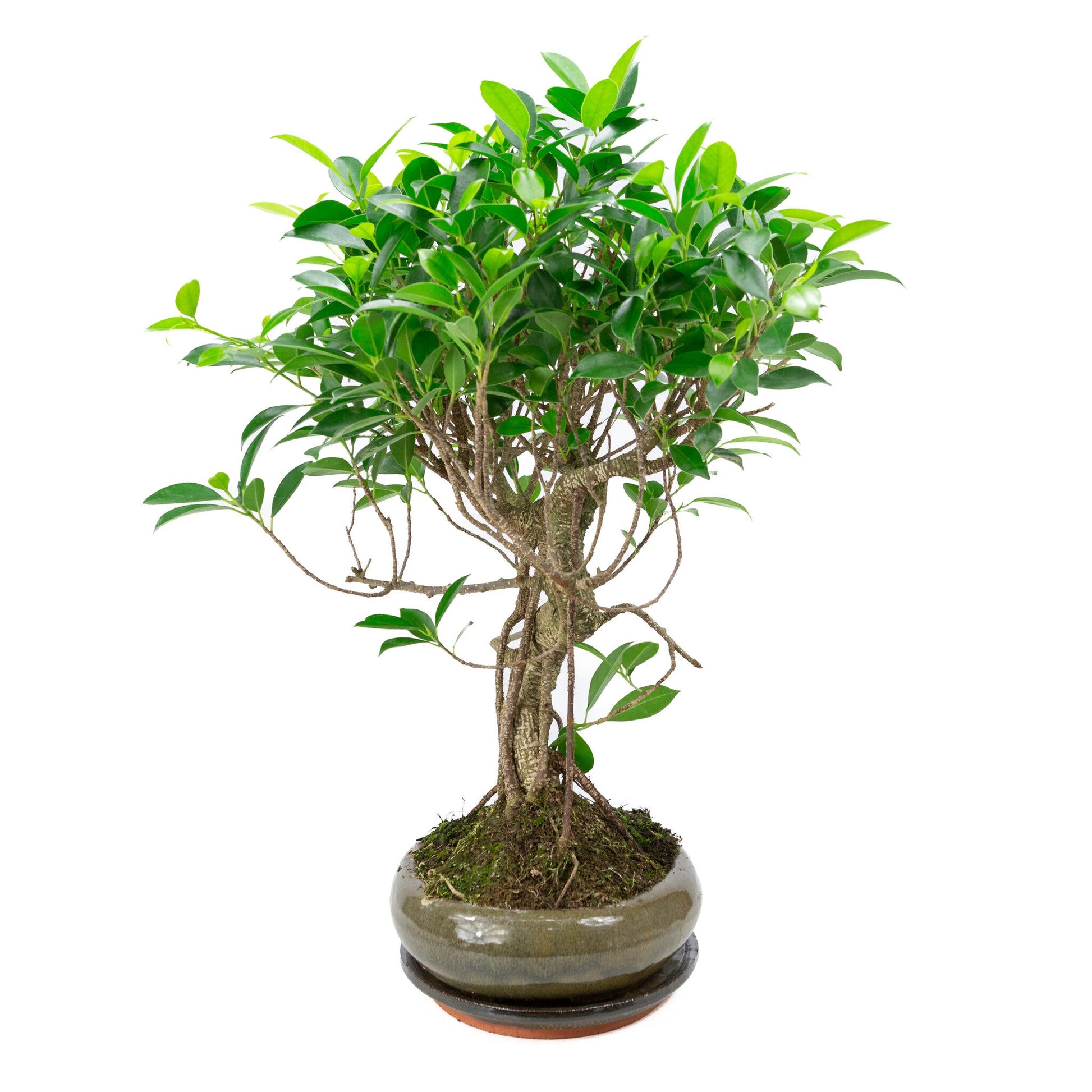 Indoor Bonsai Ficus retusa shape, green oval pot 29cm, height ~47cm