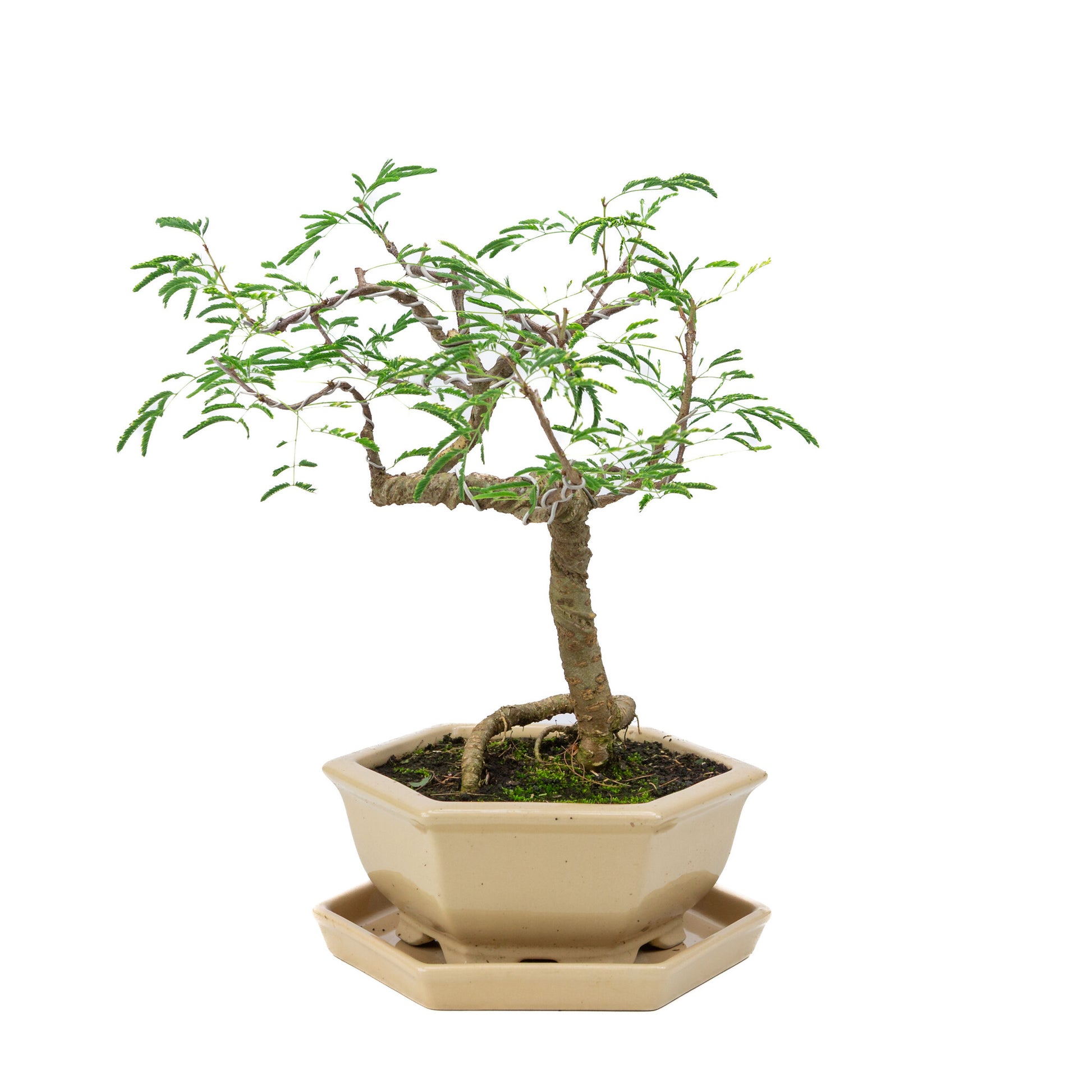 Binnen Bonsai Vachellia creme zeshoekige pot 19cm, hoogte ~23cm