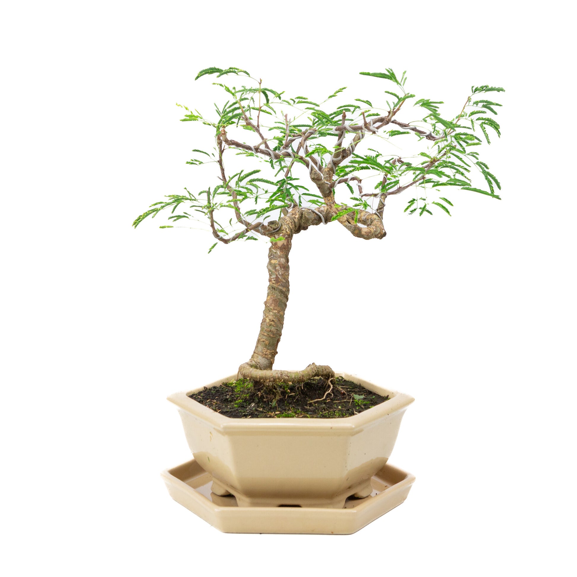 Binnen Bonsai Vachellia creme zeshoekige pot 19cm, hoogte ~23cm