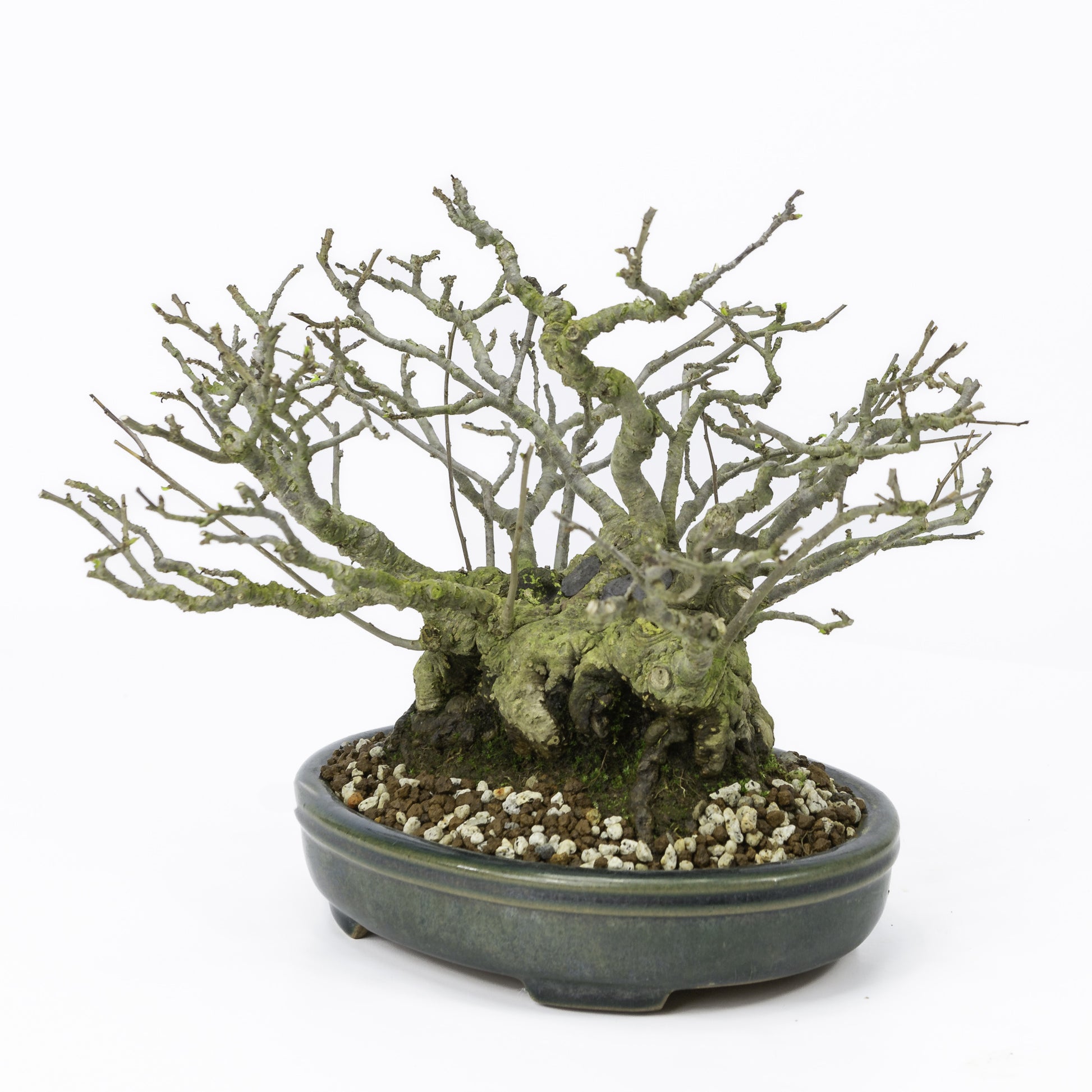 Buiten Shohin Bonsai Ilex serrata ' Umemodoki' groene ovale pot 18cm, hoogte ~21cm