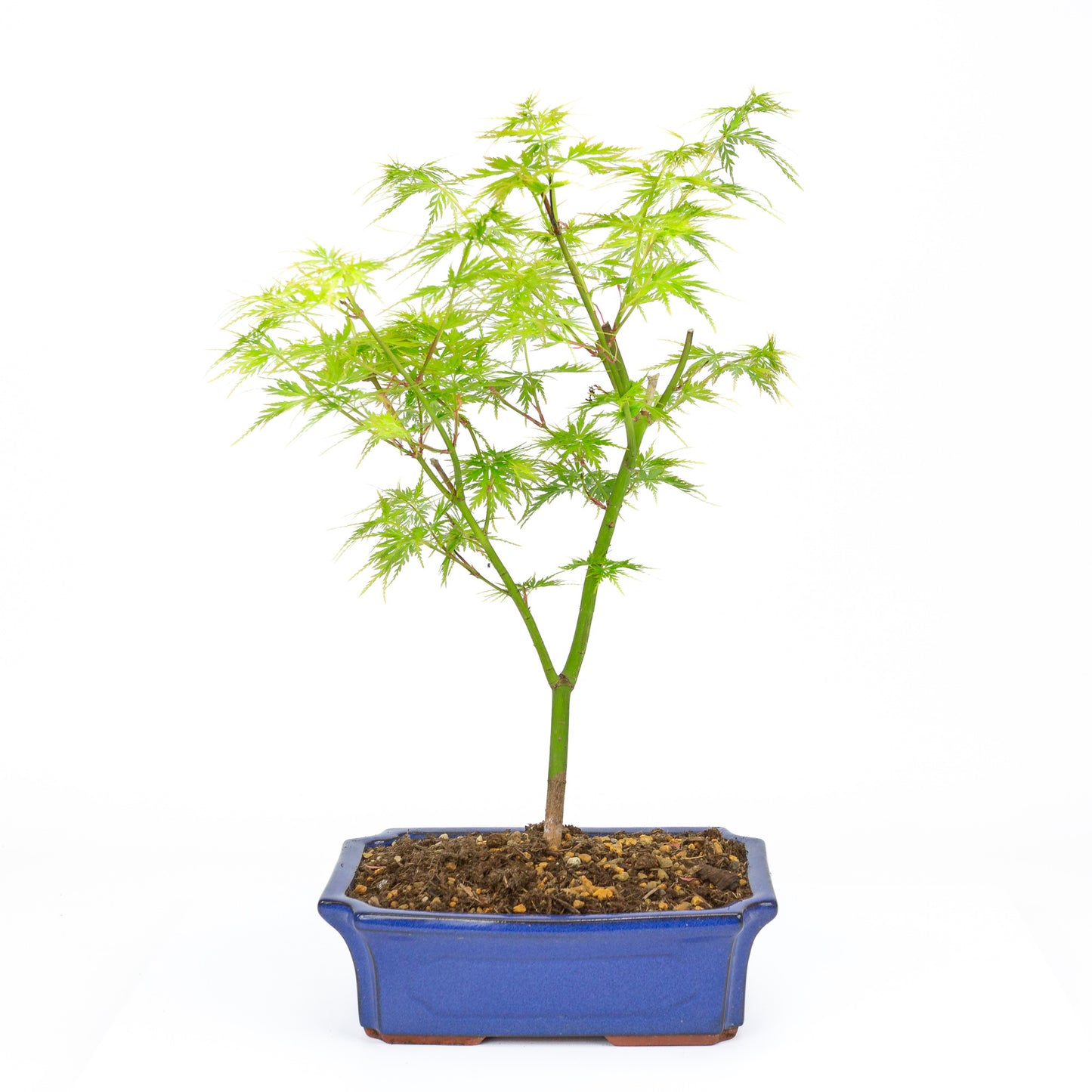Buiten Bonsai Acer palmatum Seiryu blauwe mokko 23cm, hoogte ~40cm