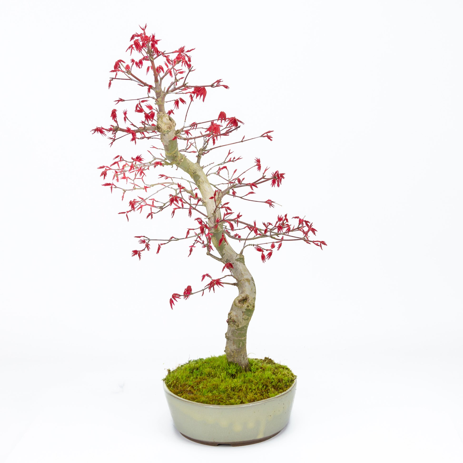Buiten Bonsai Acer palmatum Deshojo beige ovale pot 21cm, hoogte ~45cm 