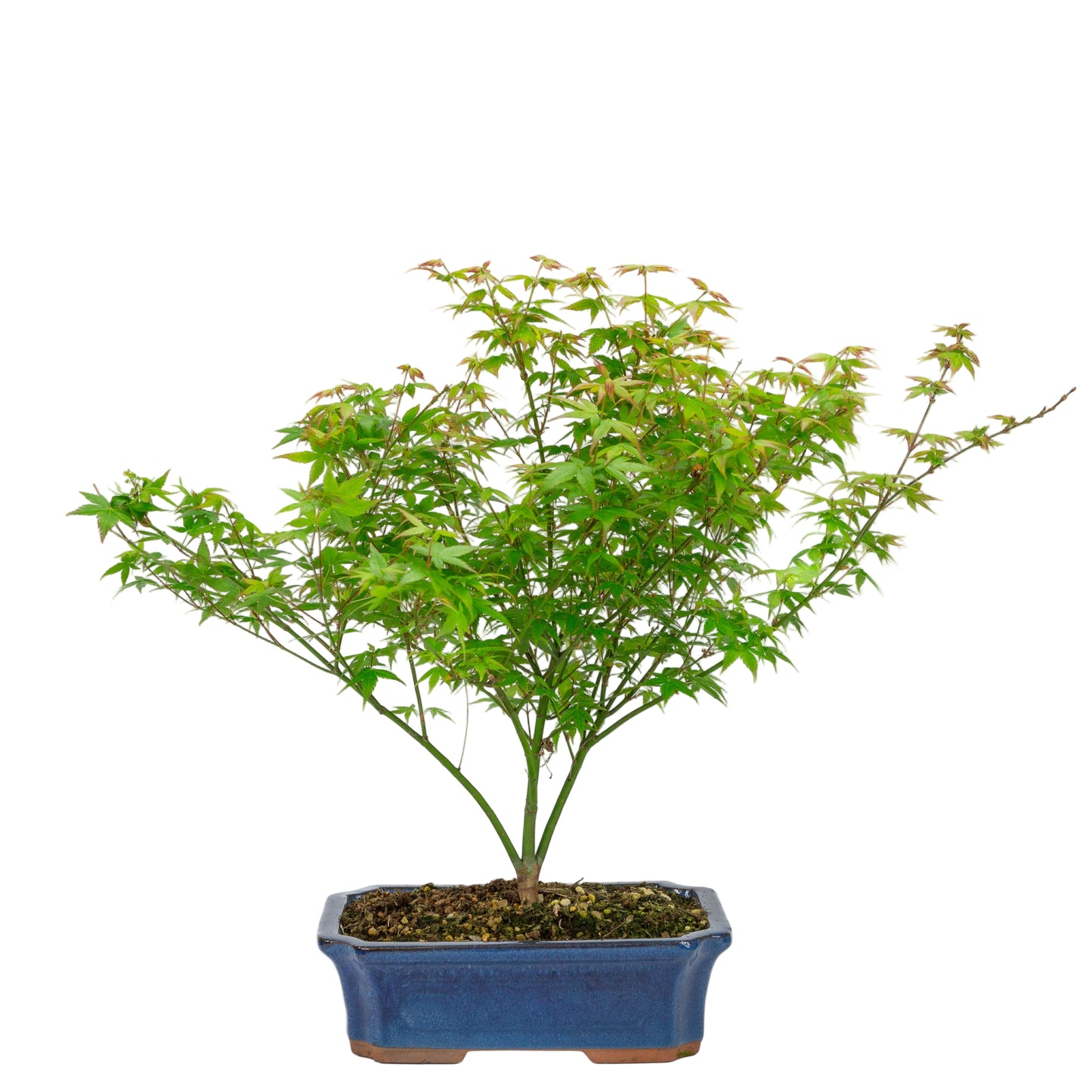 Buiten Bonsai Acer palmatum Little Princess blauwe Mokko pot 25cm, hoogte ~46cm