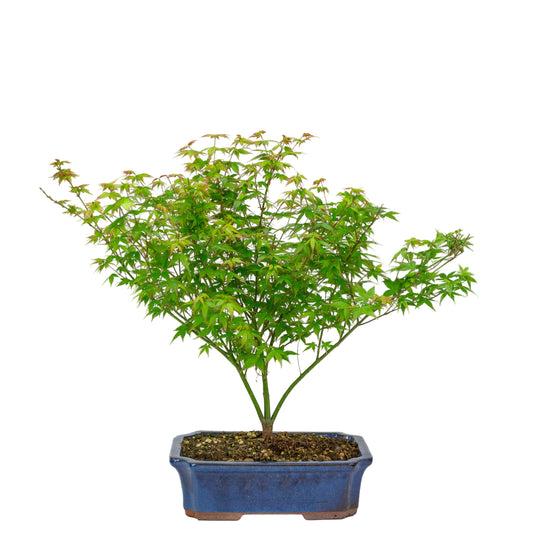 Buiten Bonsai Acer palmatum Little Princess blauwe Mokko pot 25cm, hoogte ~46cm