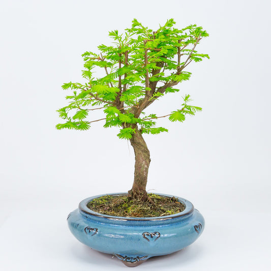 Buiten Bonsai Metasequoia blauwe ronde pot 20cm, hoogte 40cm