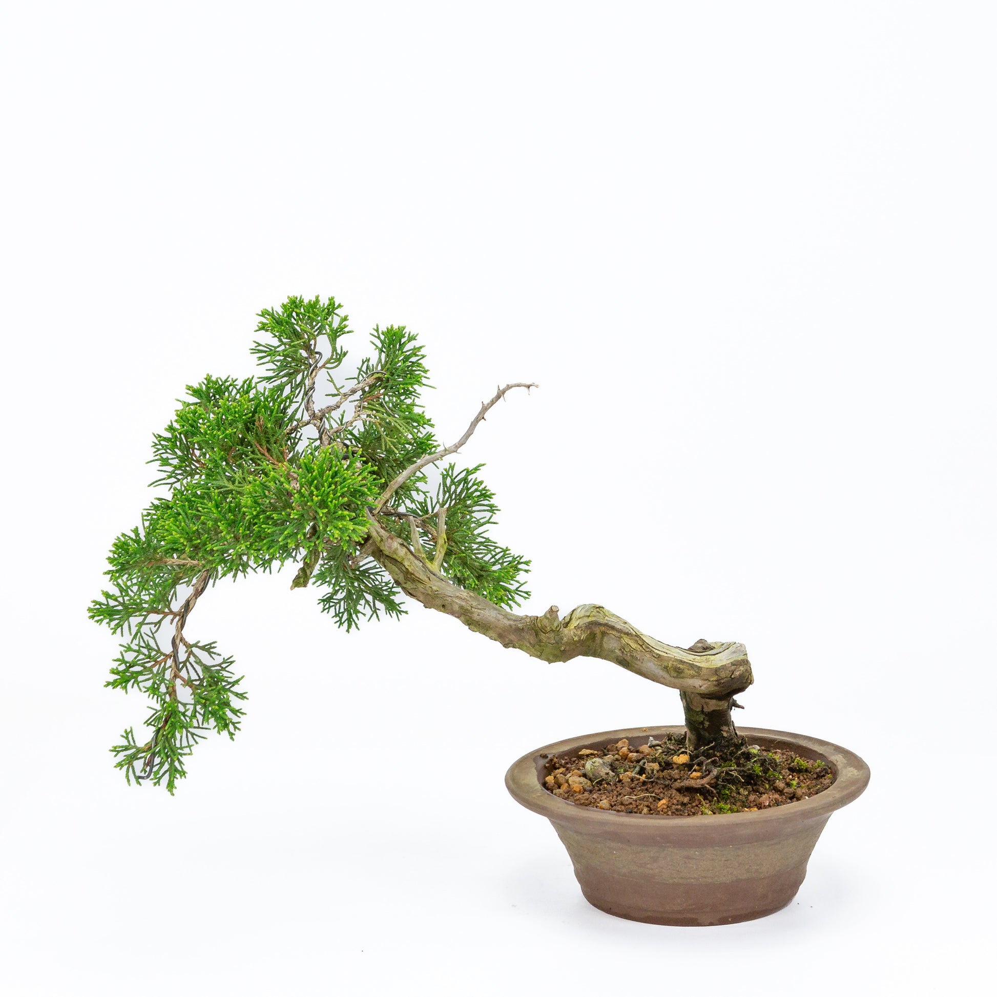 Buiten Bonsai Juniperus chinensis ongeglazuurde ronde pot 15cm, hoogte ~23cm
