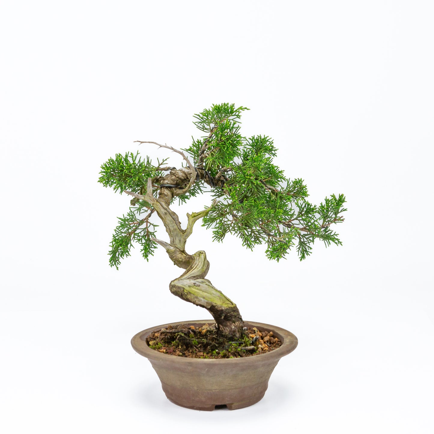 Buiten Bonsai Juniperus chinensis ongeglazuurde ronde pot 15cm, hoogte ~23cm