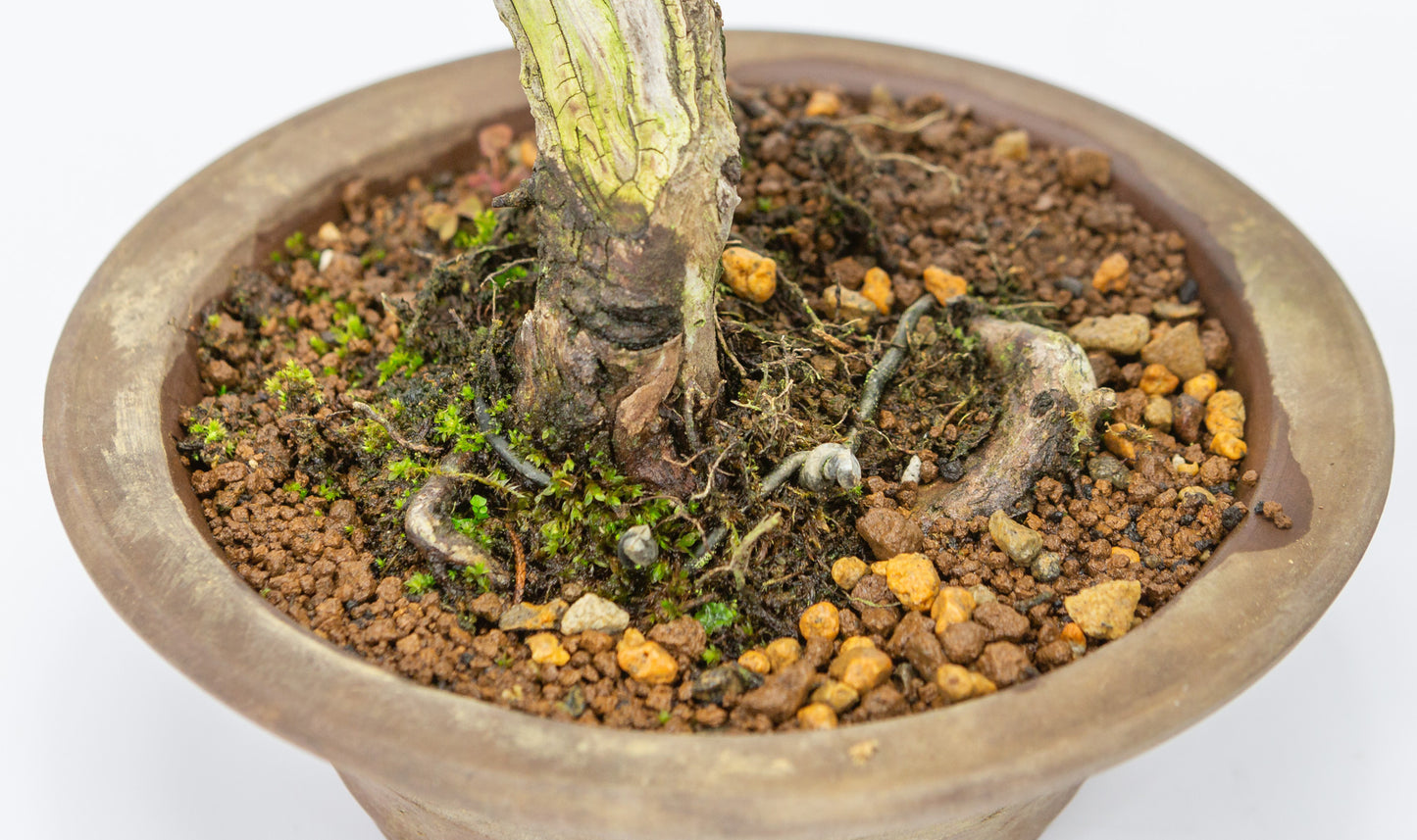 Buiten Bonsai Juniperus chinensis ongeglazuurde ronde pot 15cm, hoogte ~23cm