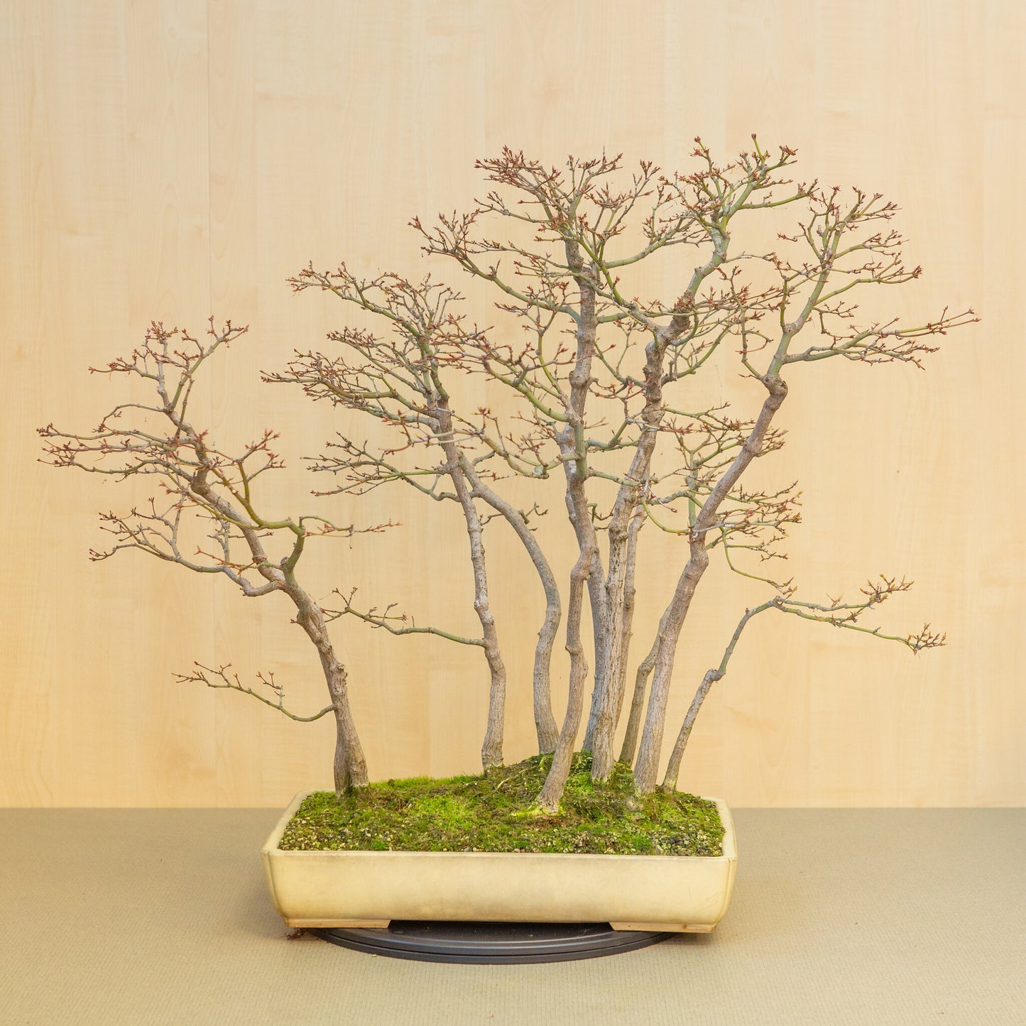 Buiten Bonsai Acer palmatum groep beige gele rechthoekige pot 46 cm, hoogte ~80 cm 