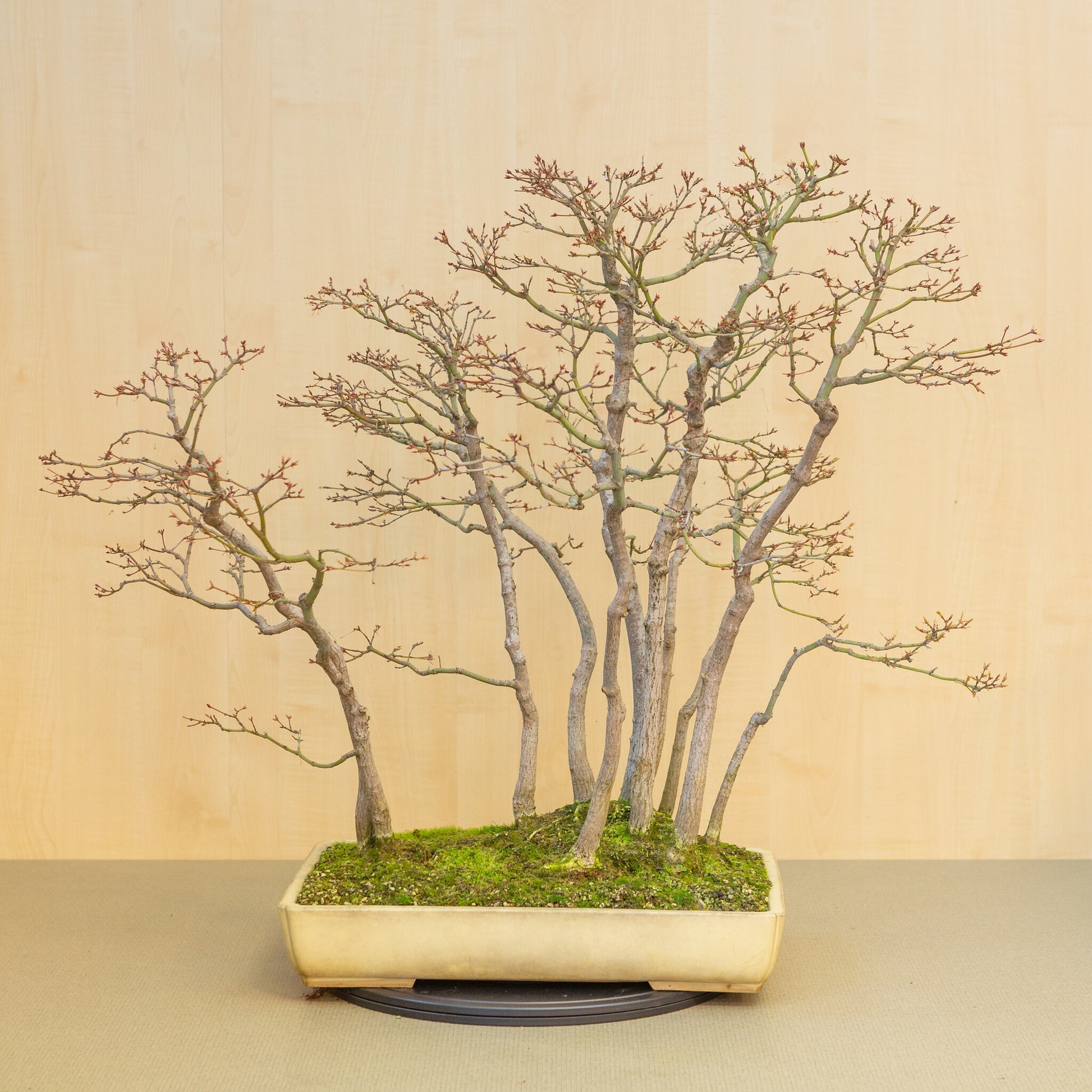 Buiten Bonsai Acer palmatum groep beige gele rechthoekige pot 46 cm, hoogte ~80 cm 