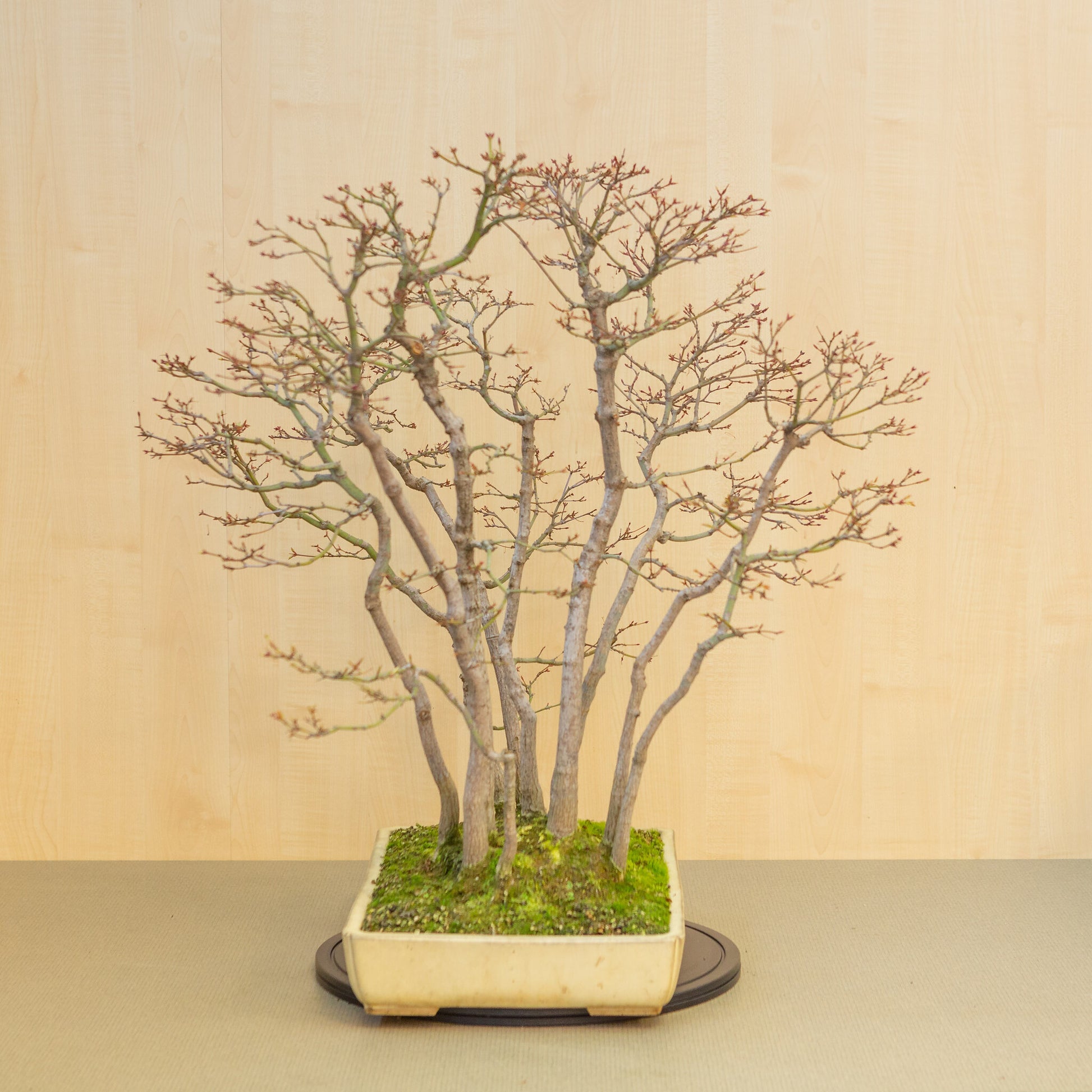 Buiten Bonsai Acer palmatum groep beige gele rechthoekige pot 46 cm, hoogte ~80 cm 