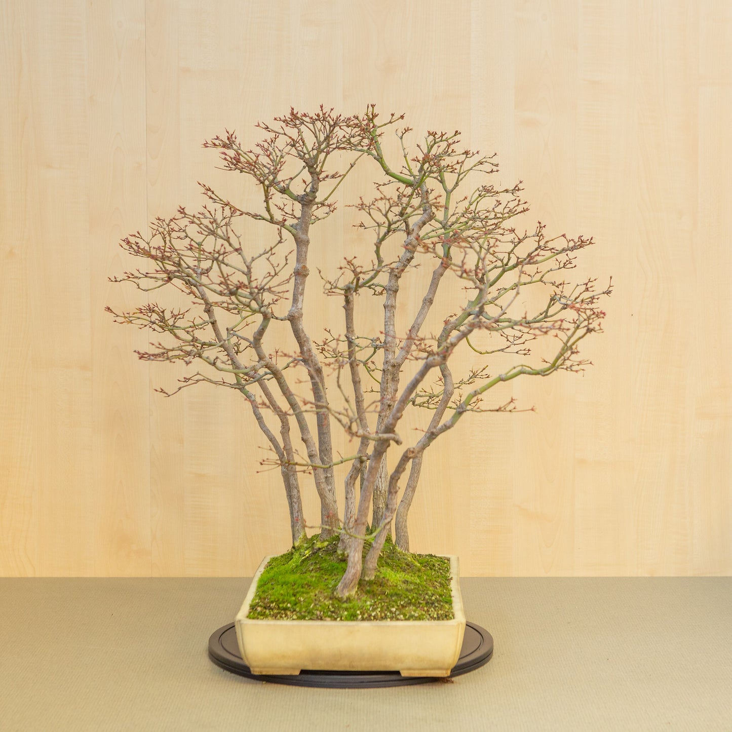 Buiten Bonsai Acer palmatum groep beige gele rechthoekige pot 46 cm, hoogte ~80 cm 