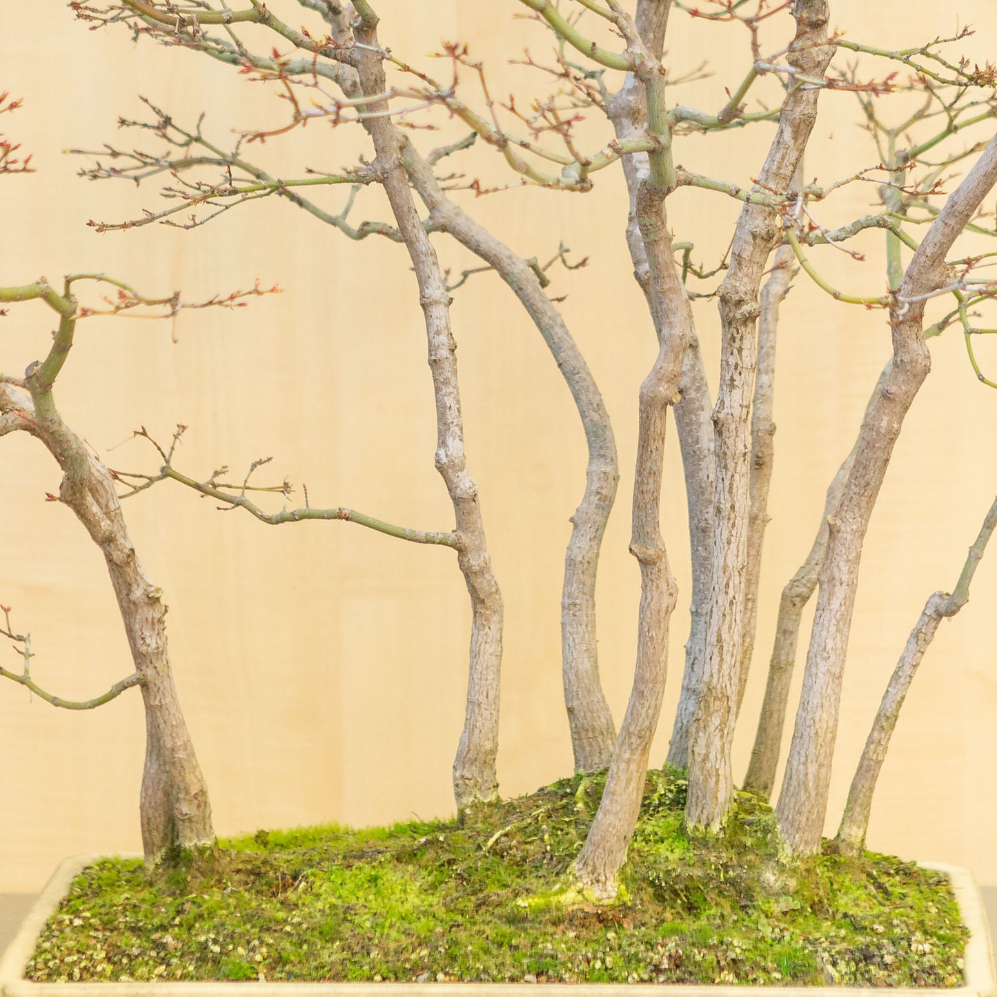 Buiten Bonsai Acer palmatum groep beige gele rechthoekige pot 46 cm, hoogte ~80 cm 