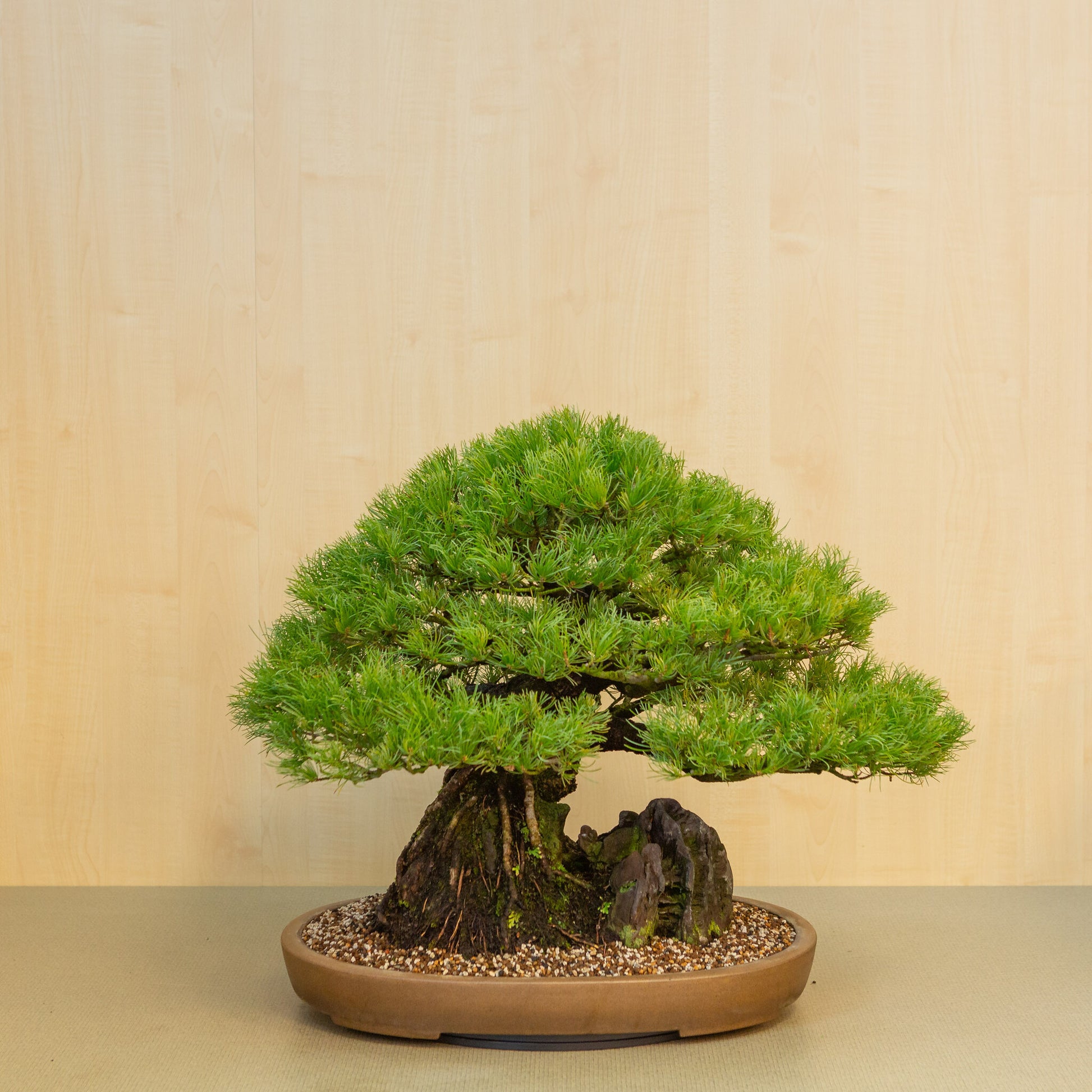 Pinus thunbergii met steen ongeglazuurde ovale pot 50 cm, hoogte ~58cm