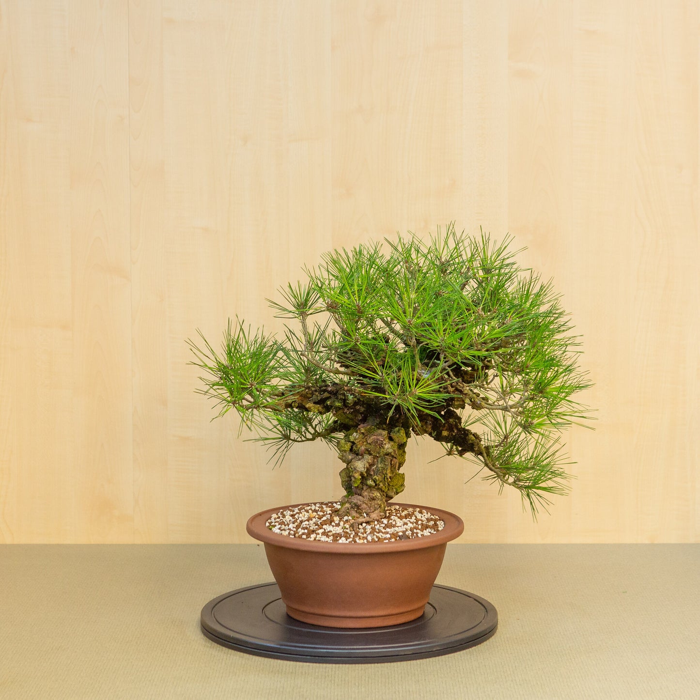 Buiten Bonsai Pinus thunbergii corticosa ongeglazuurde ronde pot 29 cm, hoogte ~50cm 