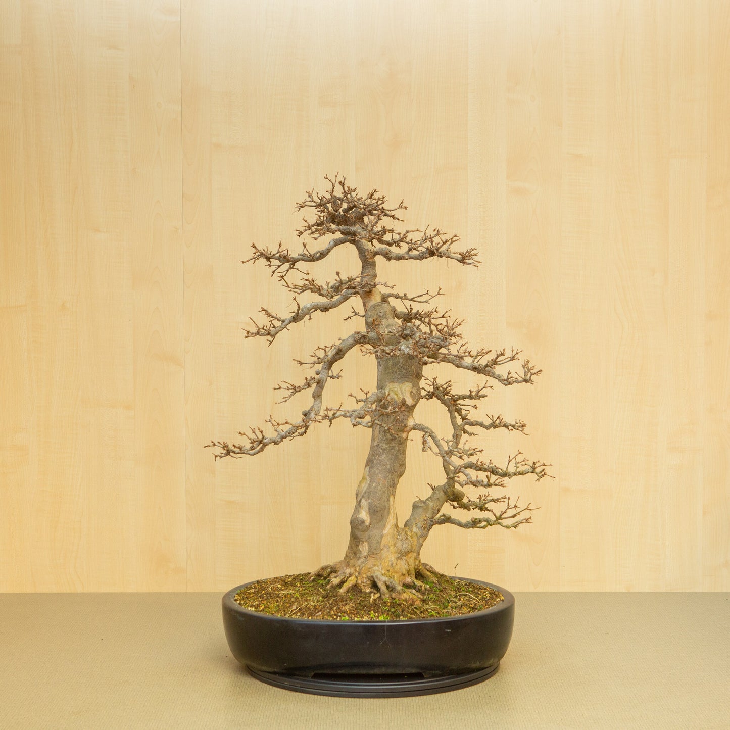 Buiten Bonsai Acer buergerianum blauwe ovale pot 48 cm, hoogte ~77 cm
