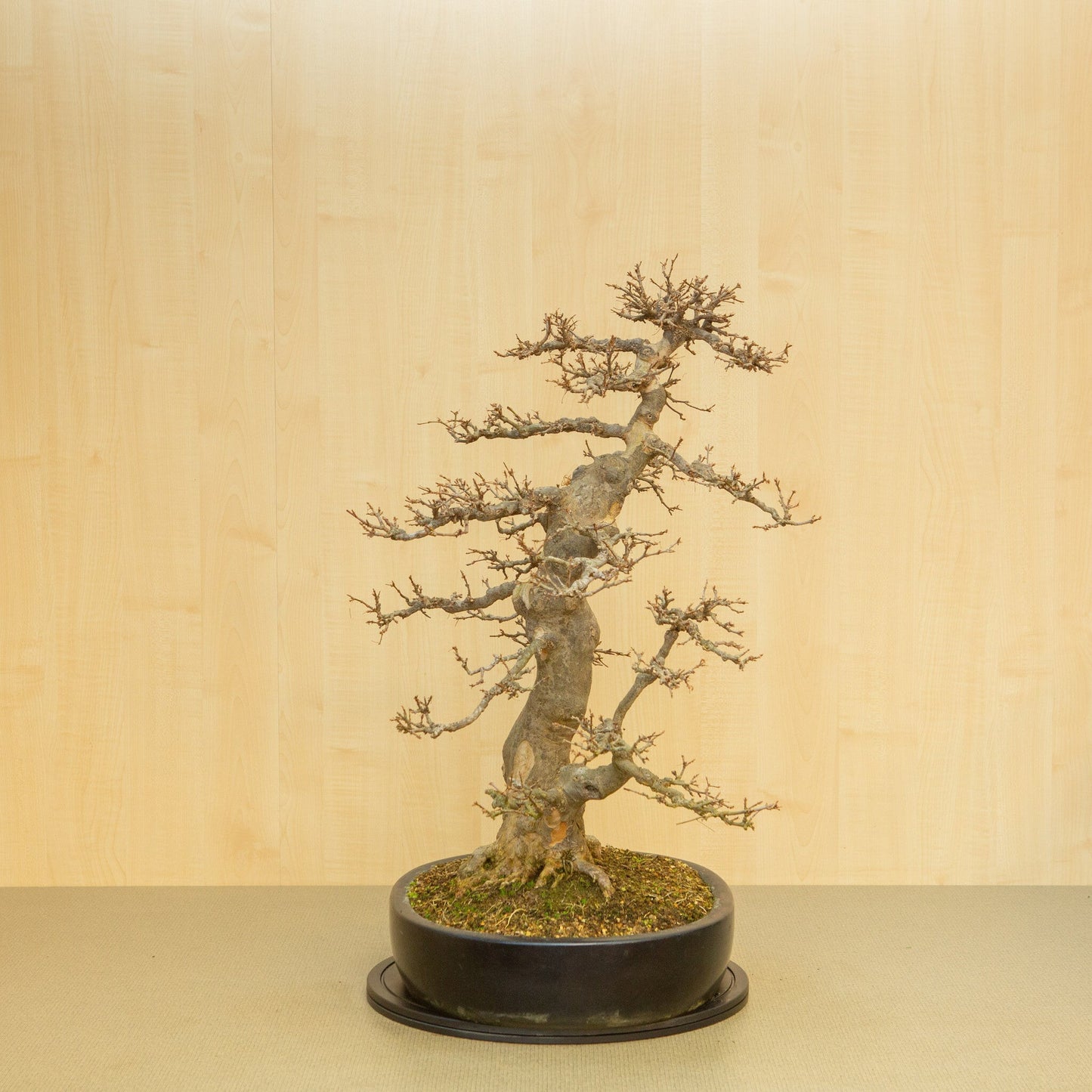 Buiten Bonsai Acer buergerianum blauwe ovale pot 48 cm, hoogte ~77 cm