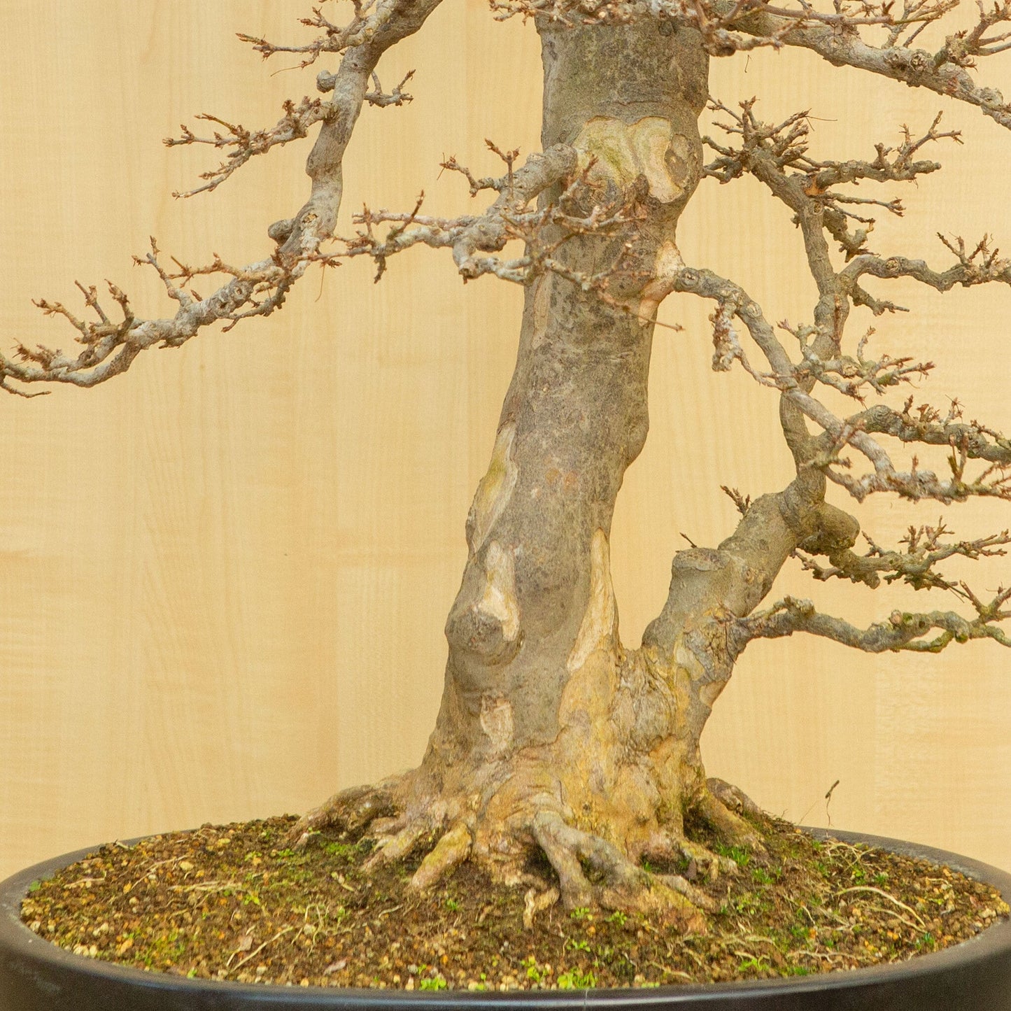 Buiten Bonsai Acer buergerianum blauwe ovale pot 48 cm, hoogte ~77 cm