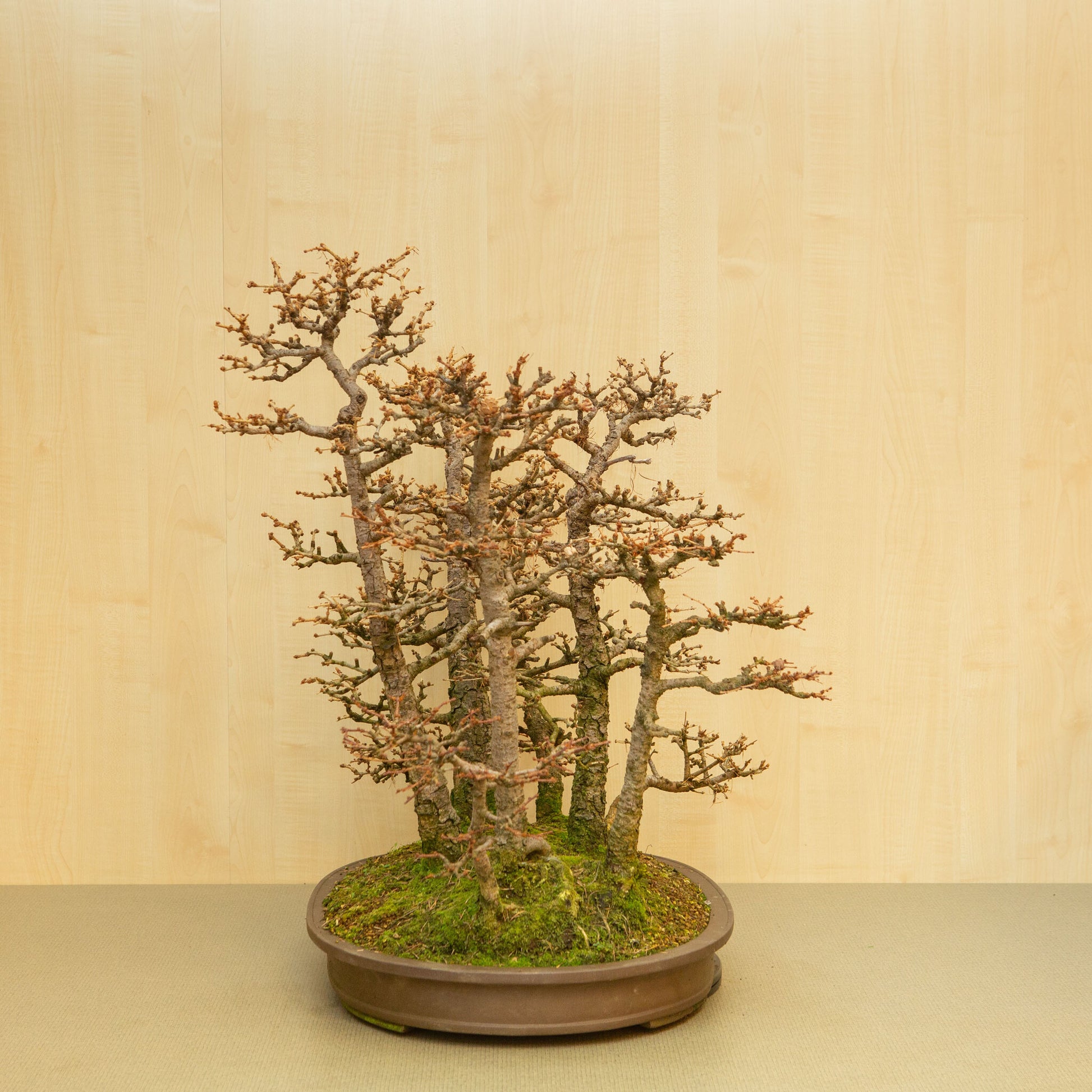 Buiten Bonsai Larix kaempferi ongeglazuurde ovale pot 62 cm, hoogte ~73 cm