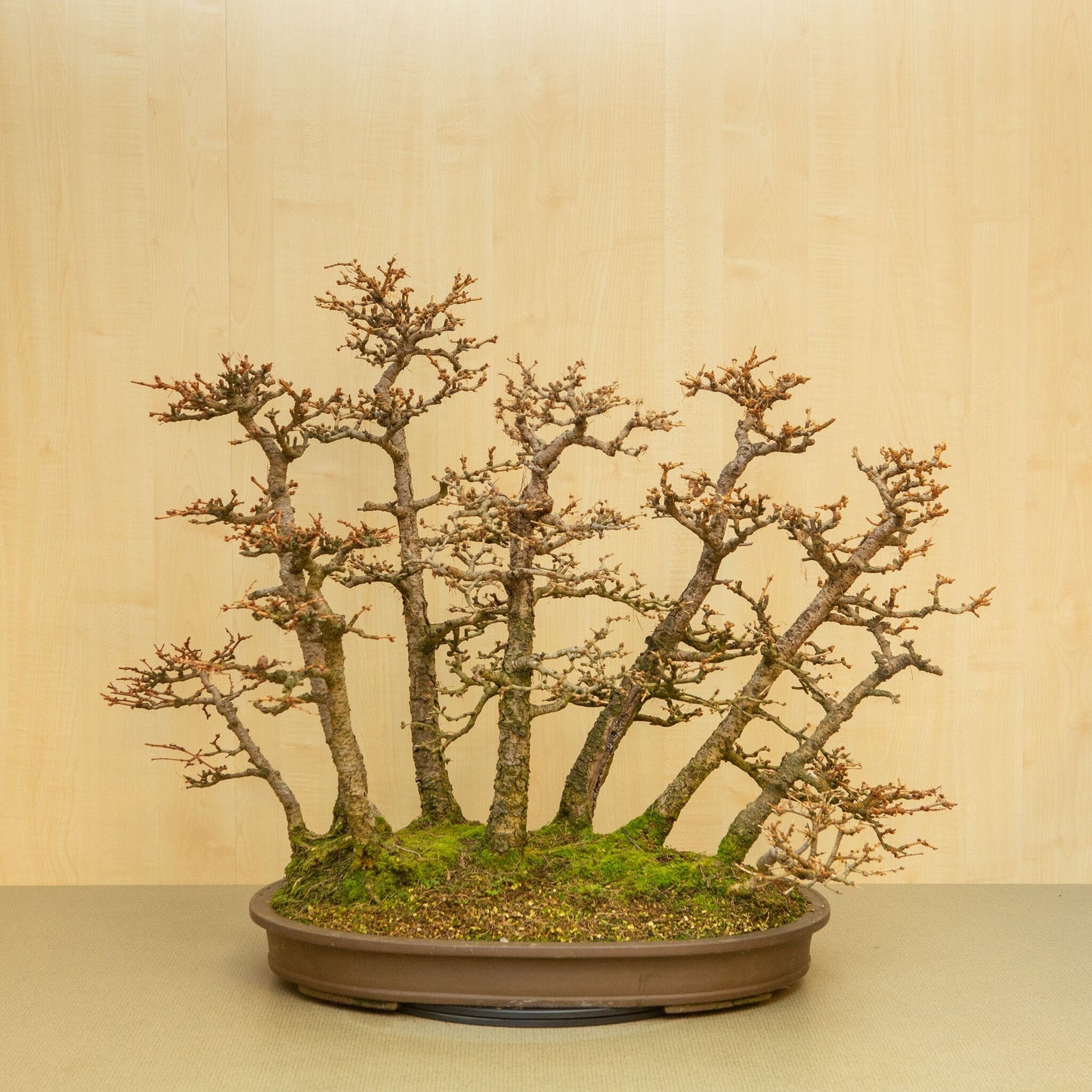 Buiten Bonsai Larix kaempferi ongeglazuurde ovale pot 62 cm, hoogte ~73 cm