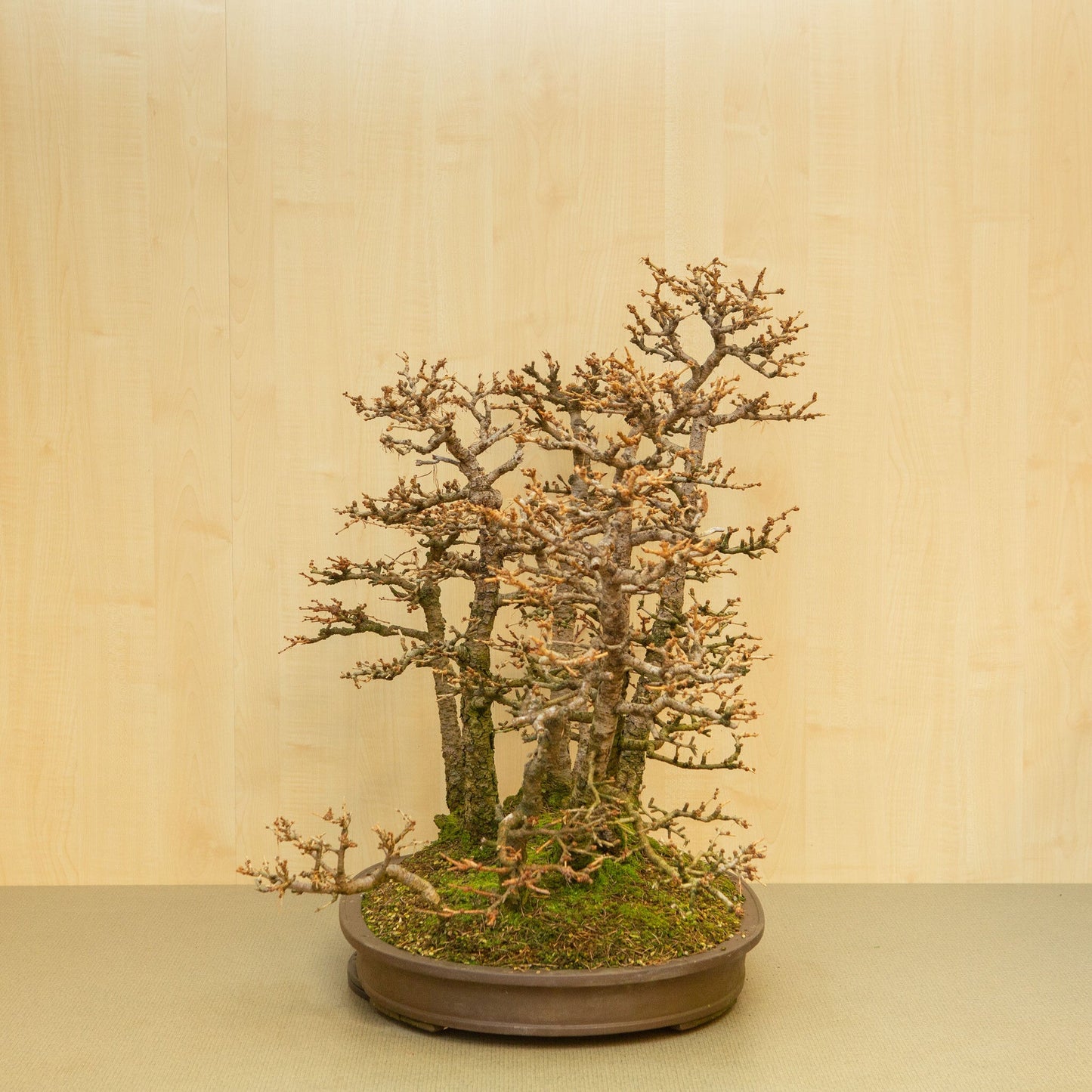 Buiten Bonsai Larix kaempferi ongeglazuurde ovale pot 62 cm, hoogte ~73 cm