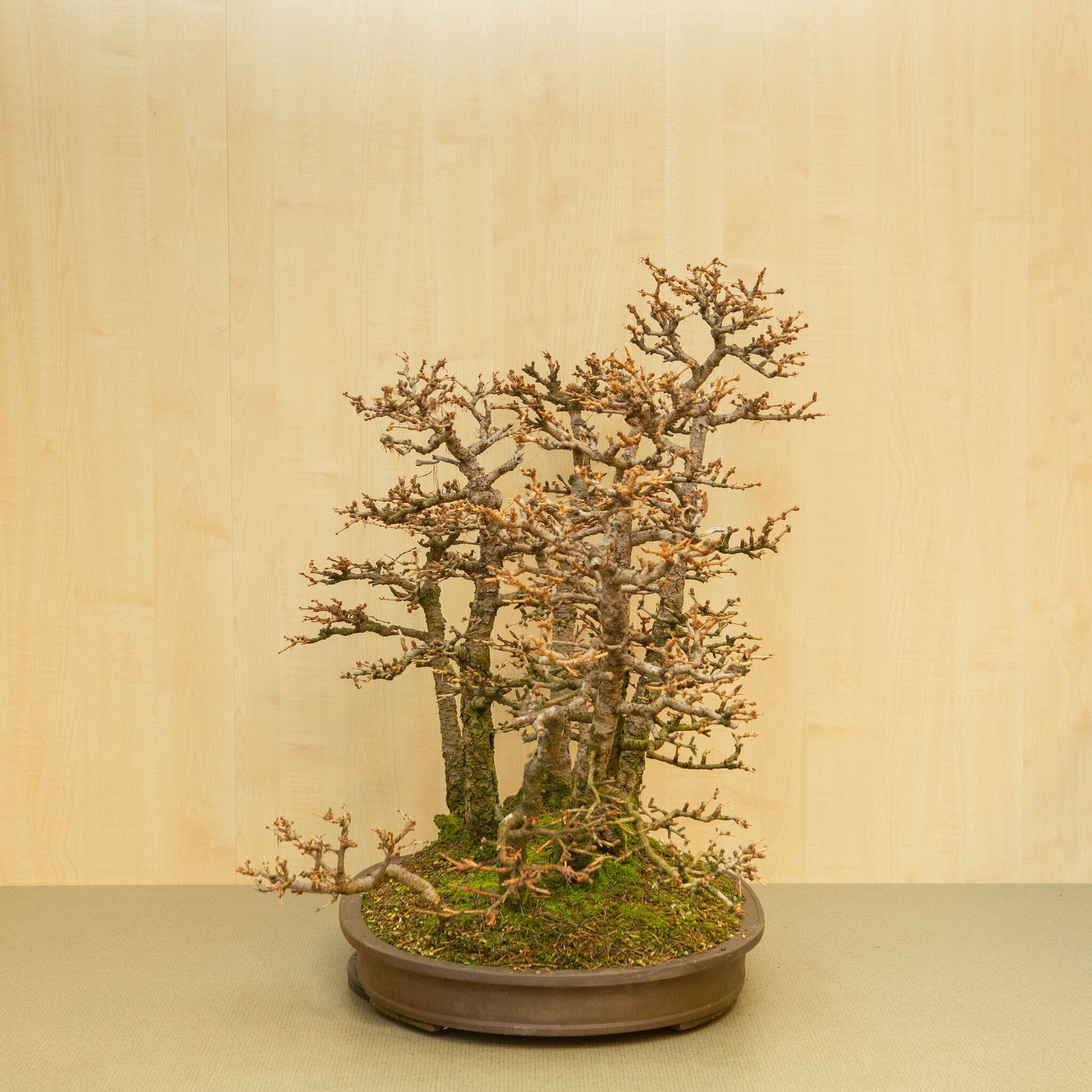 Buiten Bonsai Larix kaempferi ongeglazuurde ovale pot 62 cm, hoogte ~73 cm