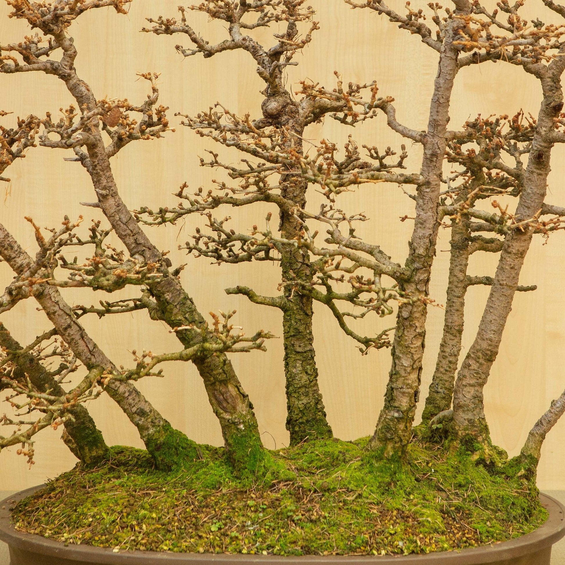 Buiten Bonsai Larix kaempferi ongeglazuurde ovale pot 62 cm, hoogte ~73 cm