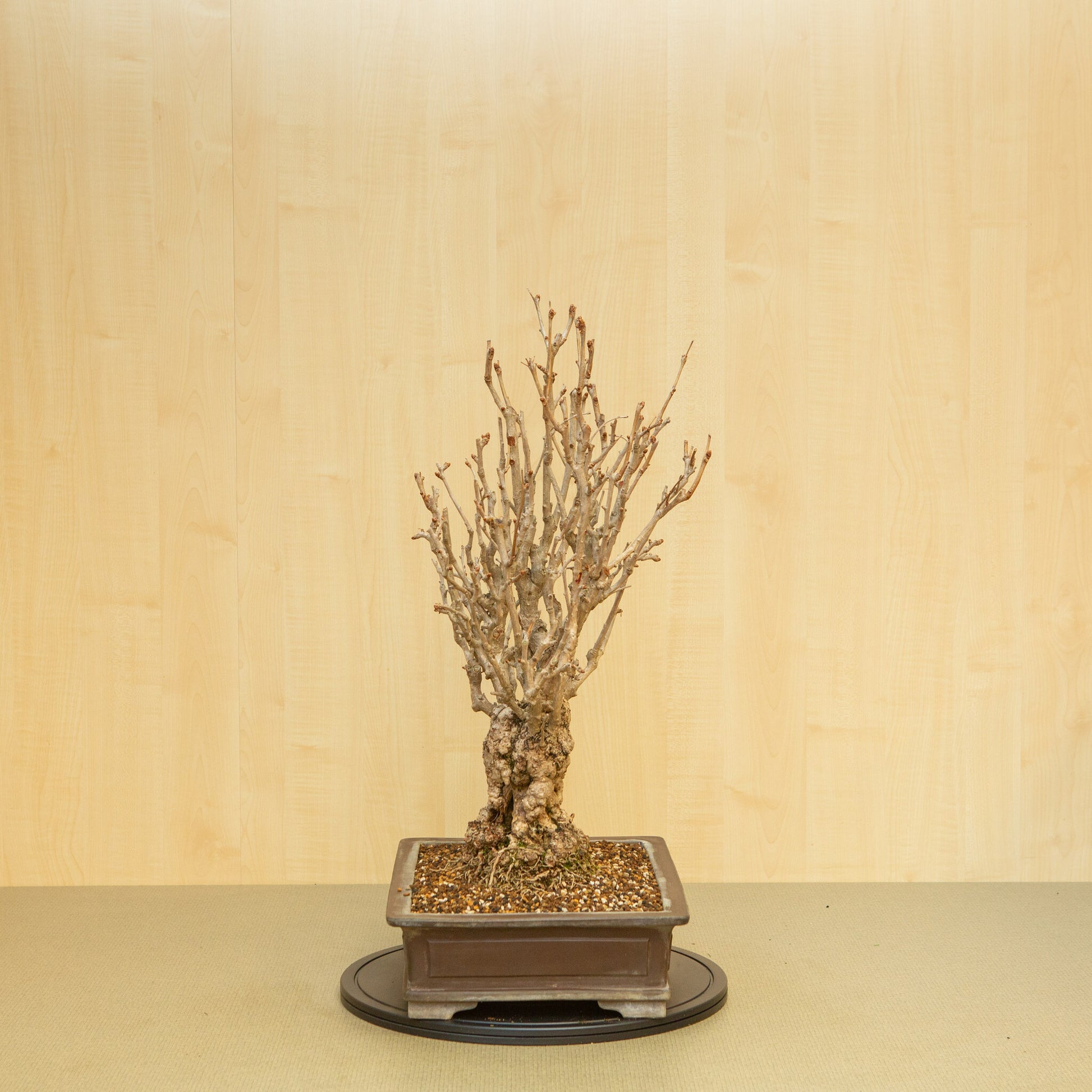 Buiten Bonsai Ginkgo biloba ongeglazuurde rechthoekige pot 39 cm, hoogte ~72 cm