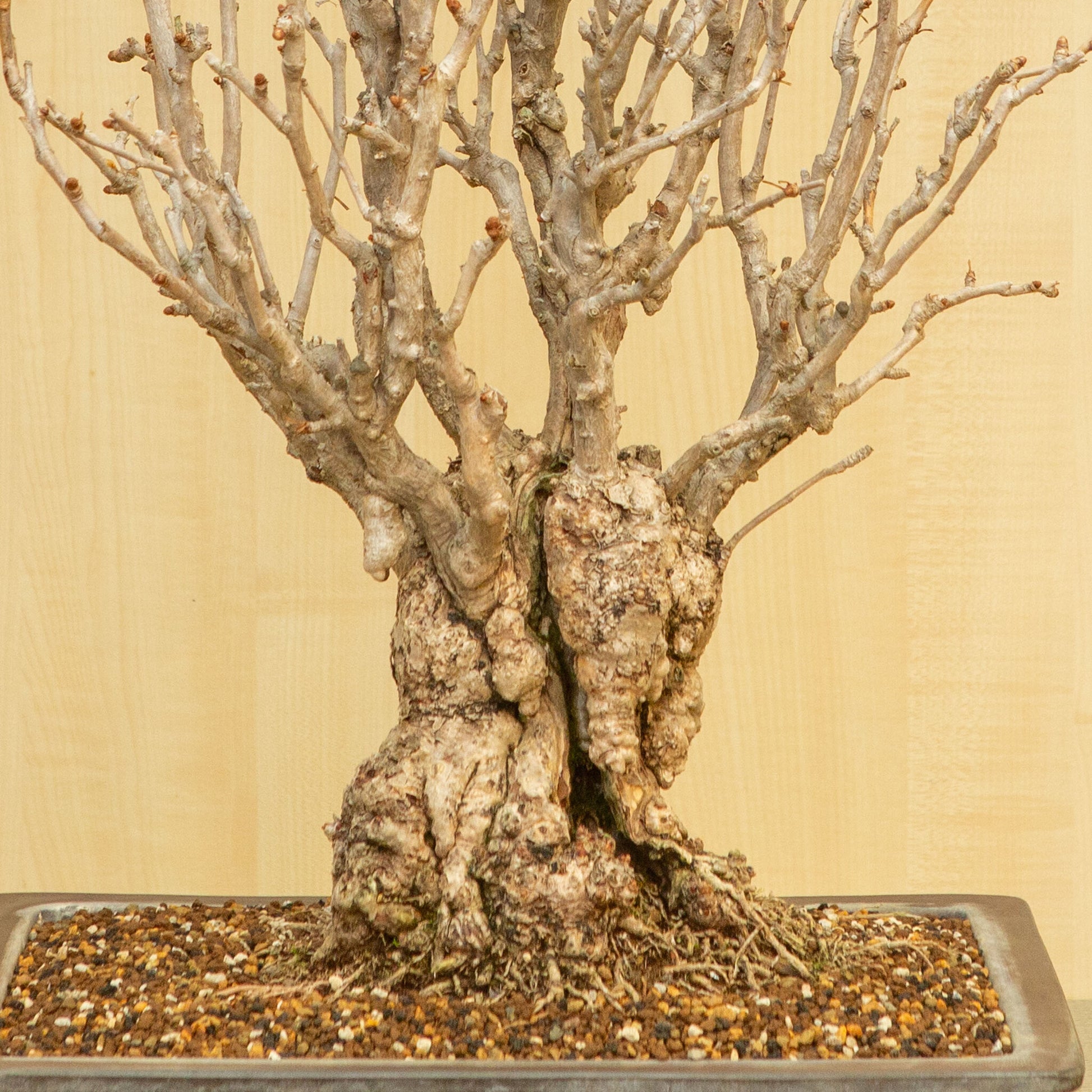 Buiten Bonsai Ginkgo biloba ongeglazuurde rechthoekige pot 39 cm, hoogte ~72 cm