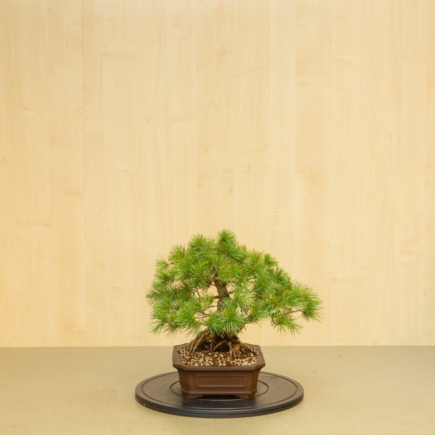 Buiten Bonsai Pinus parviflora ongeglazuurde Mokko pot 26 cm, hoogte ~37 cm
